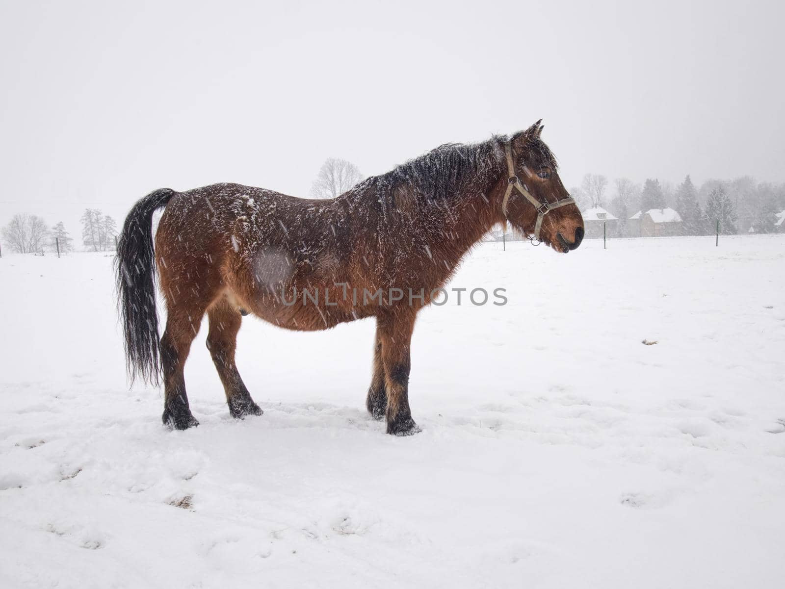 Old brown horse in farm paddock curiously looks at the camera. Snowing and paddock is covered with wet snow