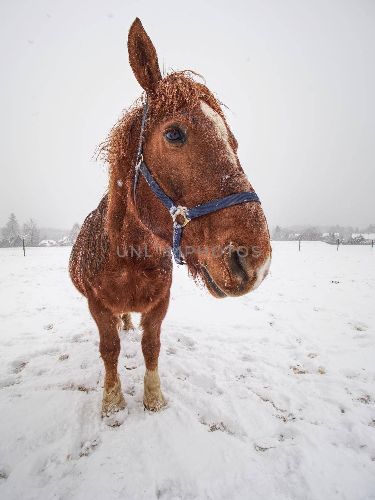 Close view to horse standing in a snow blizzard by rdonar2