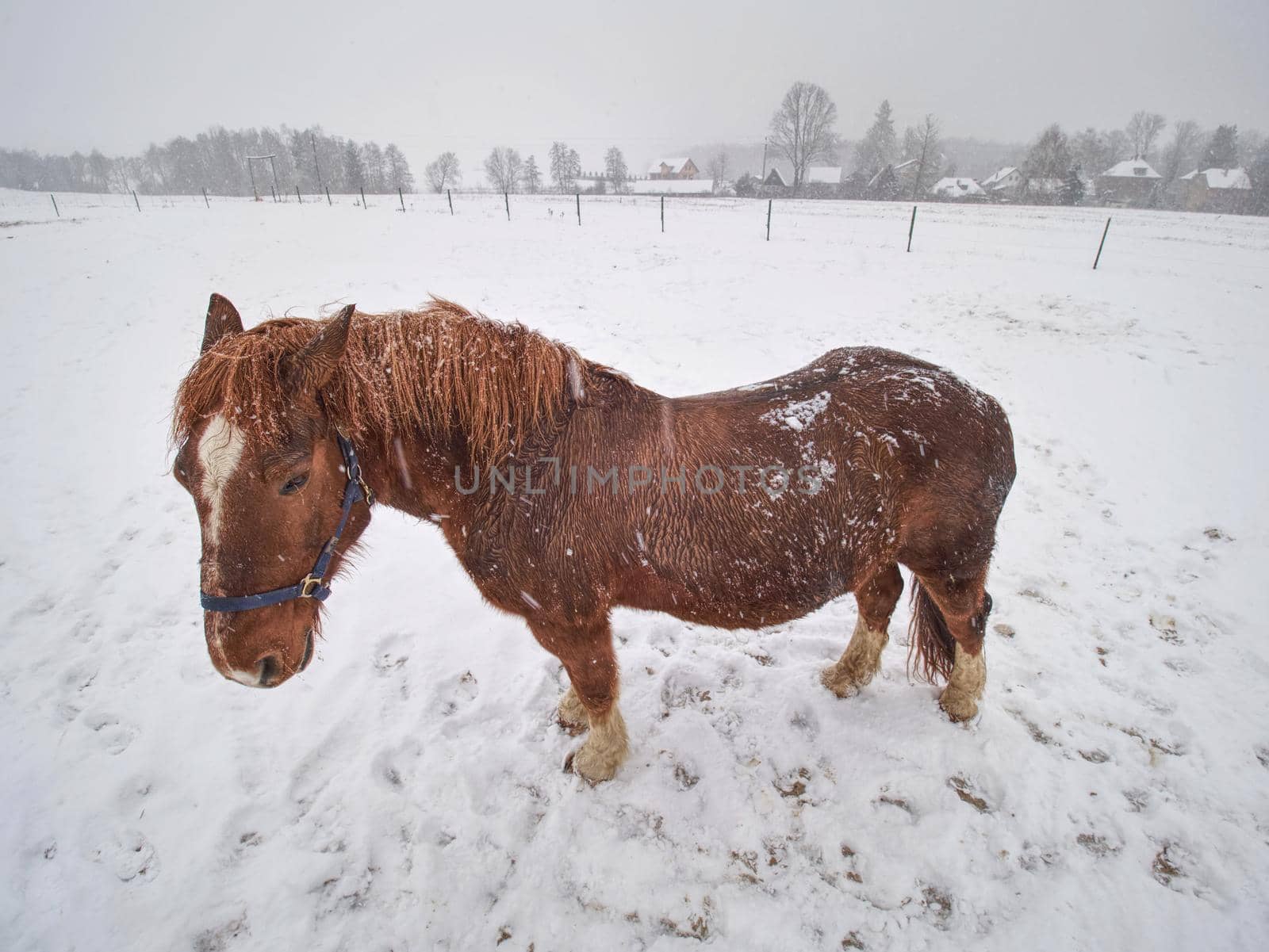 Horse standing on snow covered field while gentle snowing by rdonar2