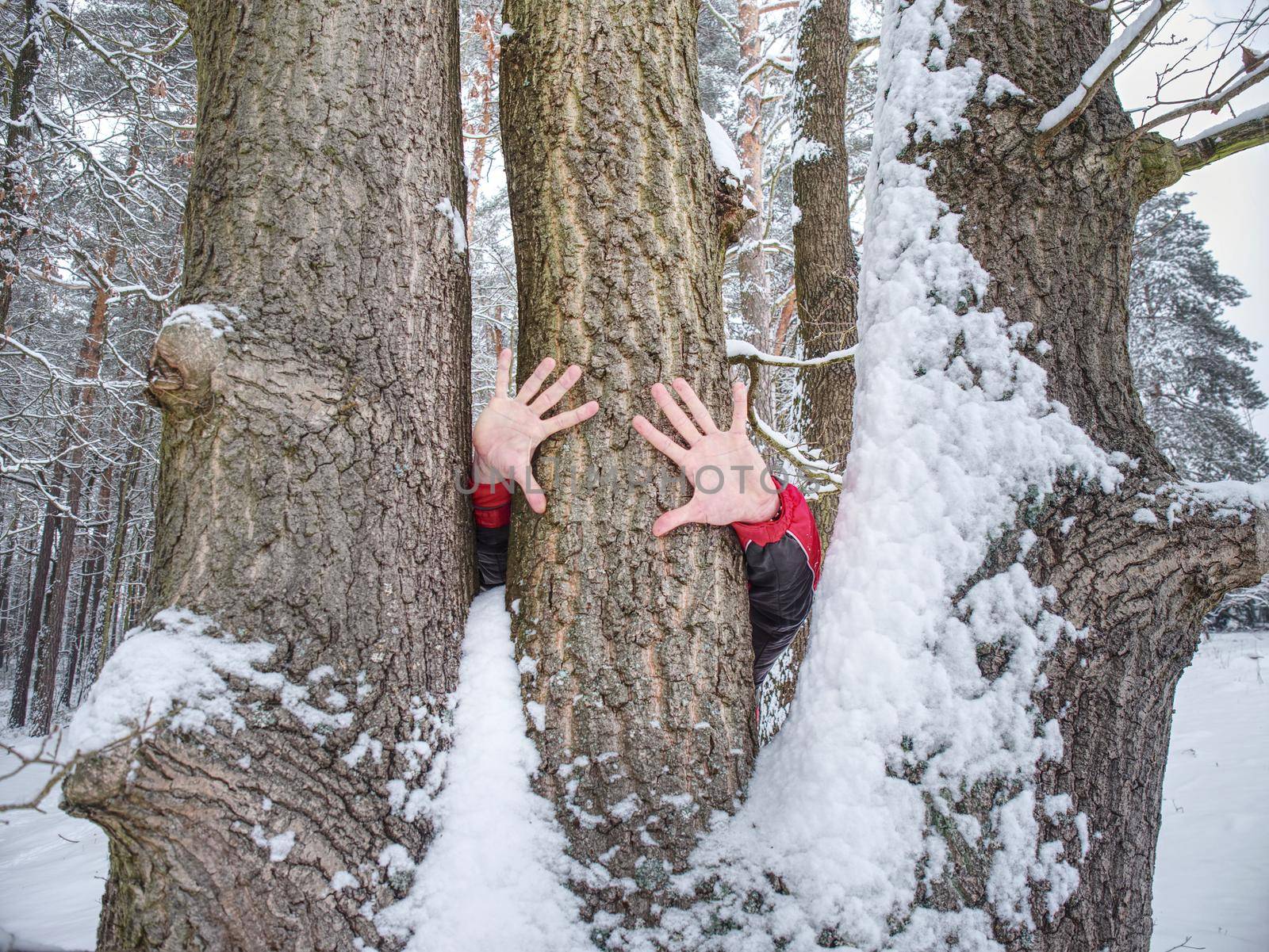 Male hands hold bark of tree trunk. Rough tree bark with snow,  leaves forest in background