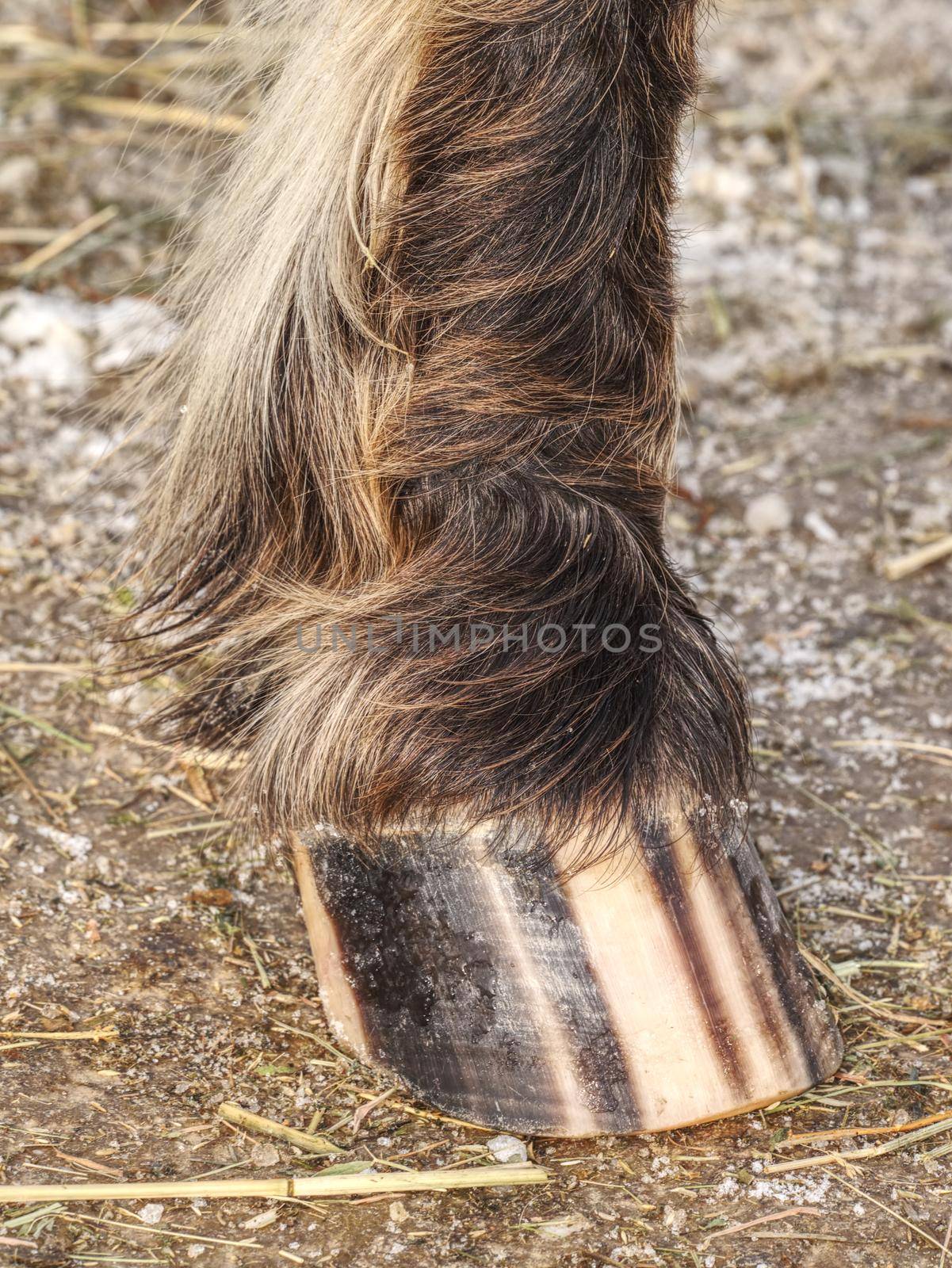 Striped hoof of brown dotted ponny horse, detail of stripes.  by rdonar2