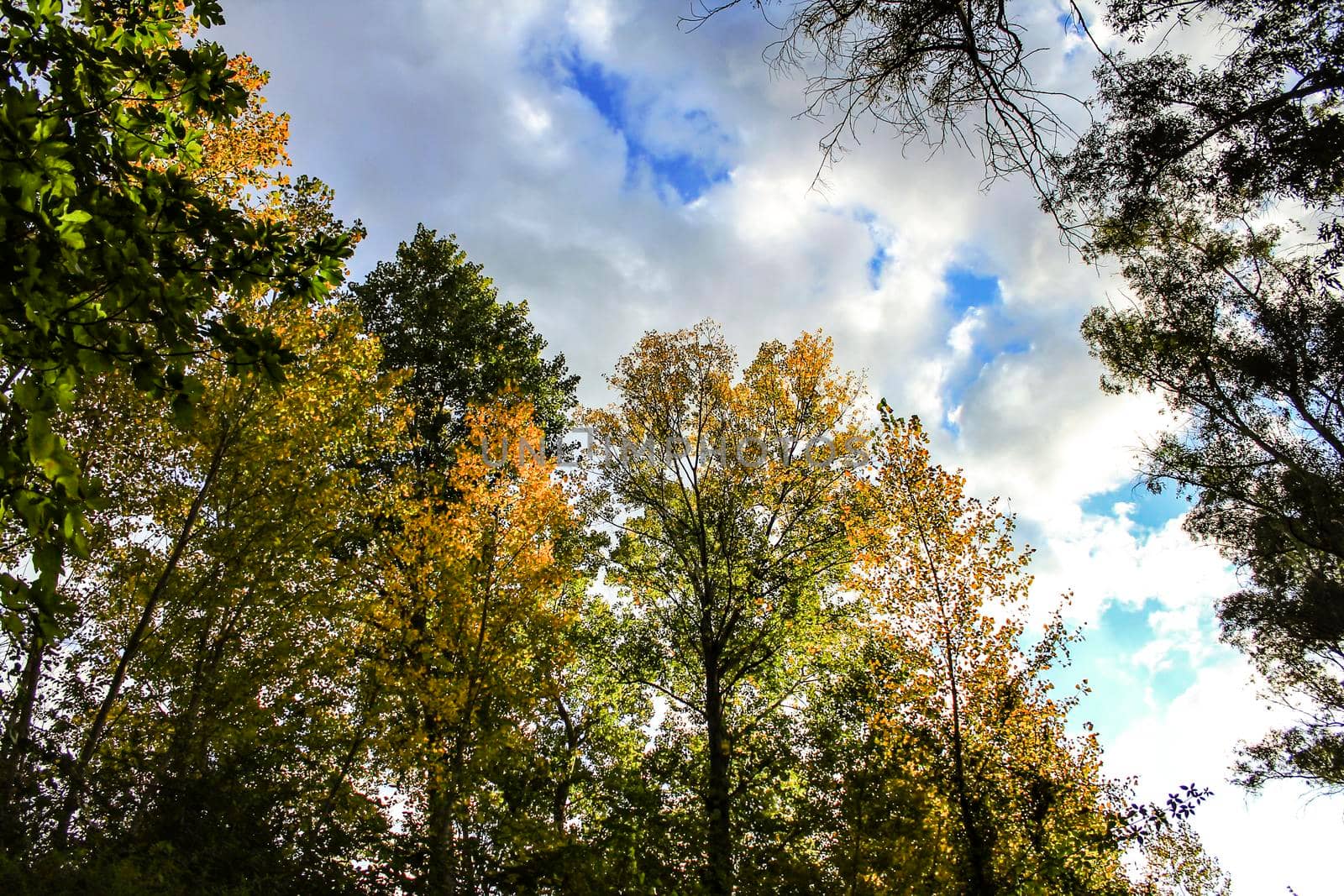 Colorful leafy forest and blue sky background in Spain