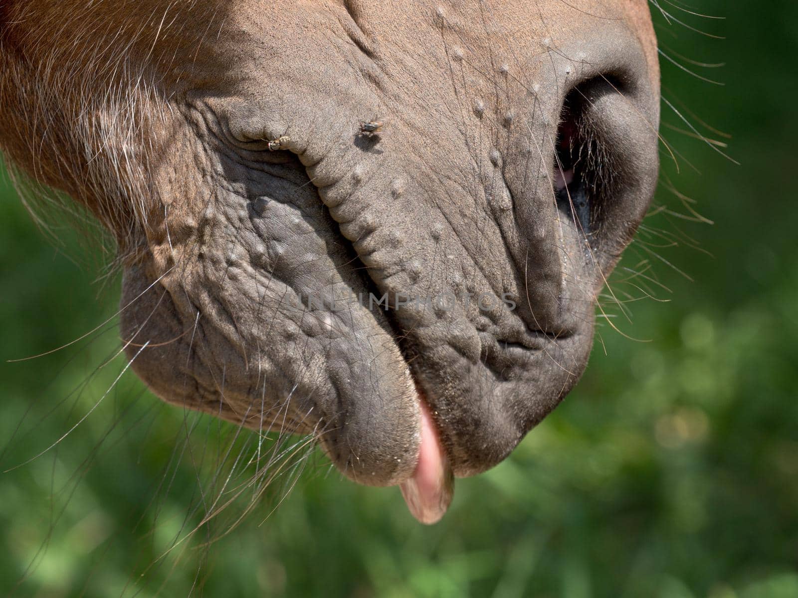 Horse nose and  mouth with flies. Insects on animal head. by rdonar2