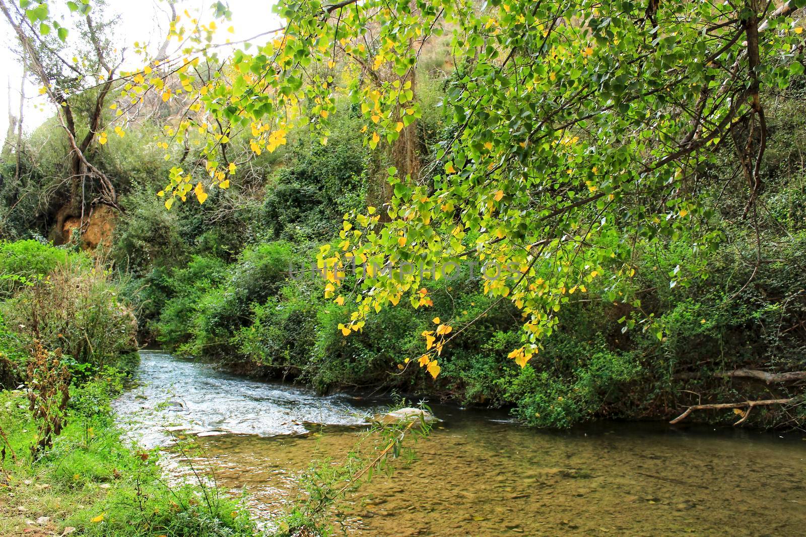 Leafy forest by the river in Chelva, Valencia, Spain