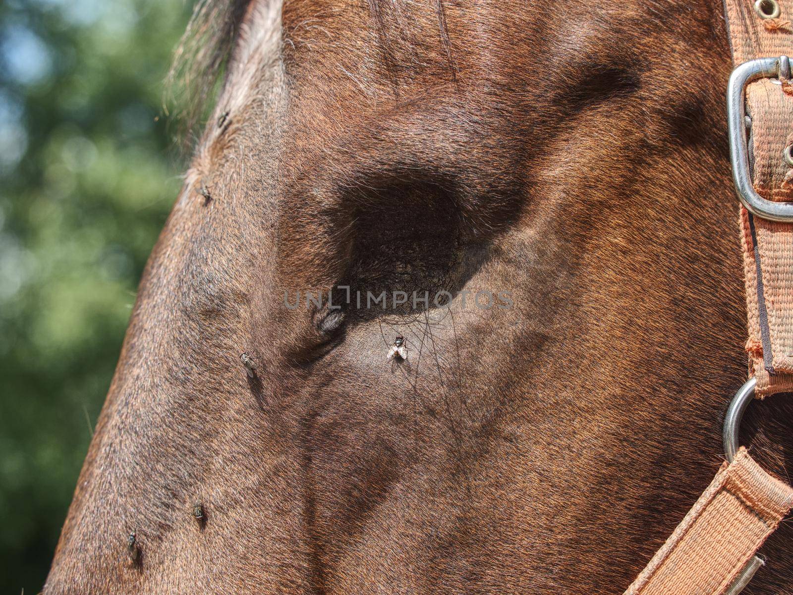 Brown blind horse. Close up. Head of horse witth missing eye by rdonar2
