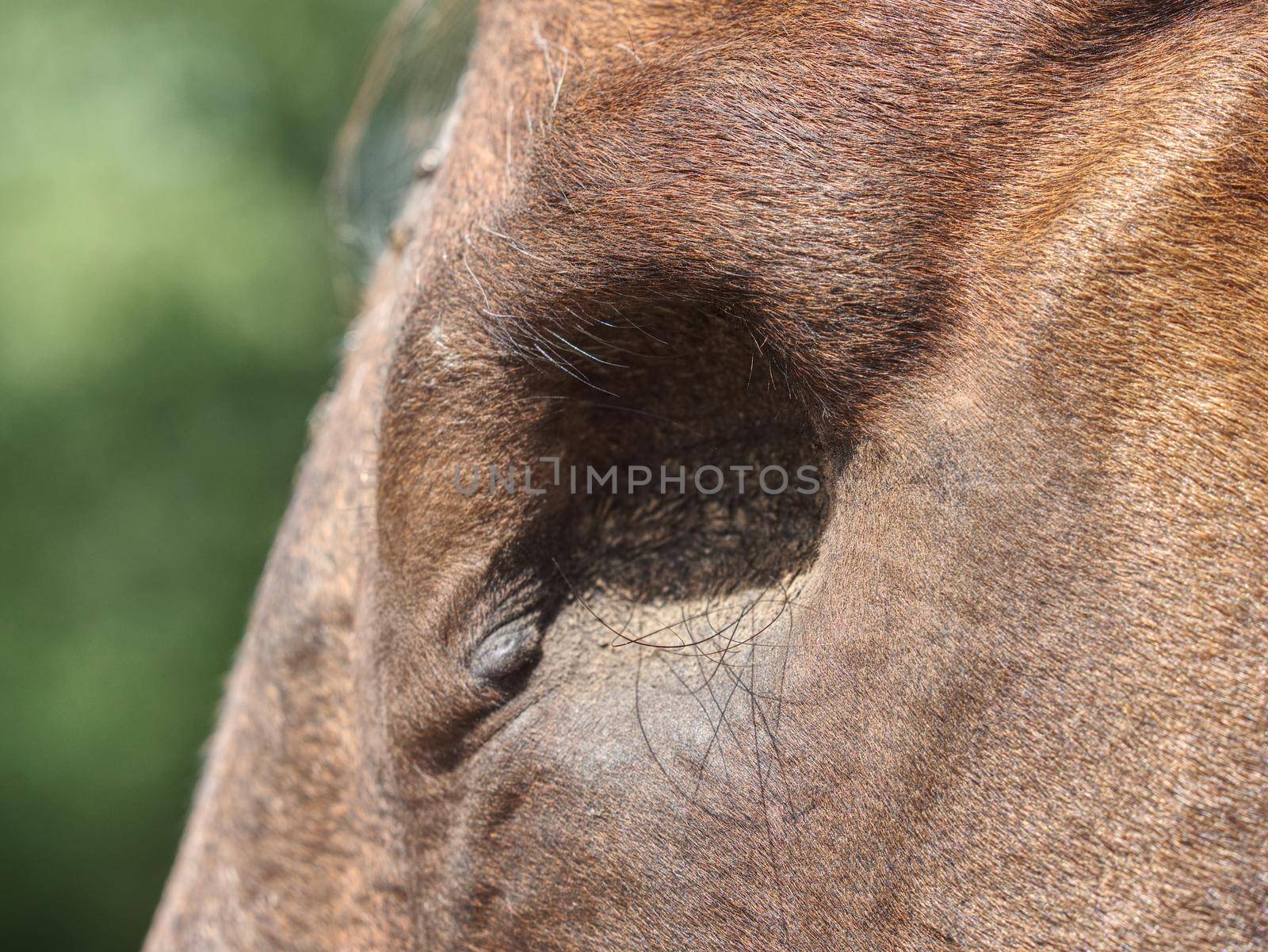 Detail of blind horse head. Horse without eye ball. The eye missing