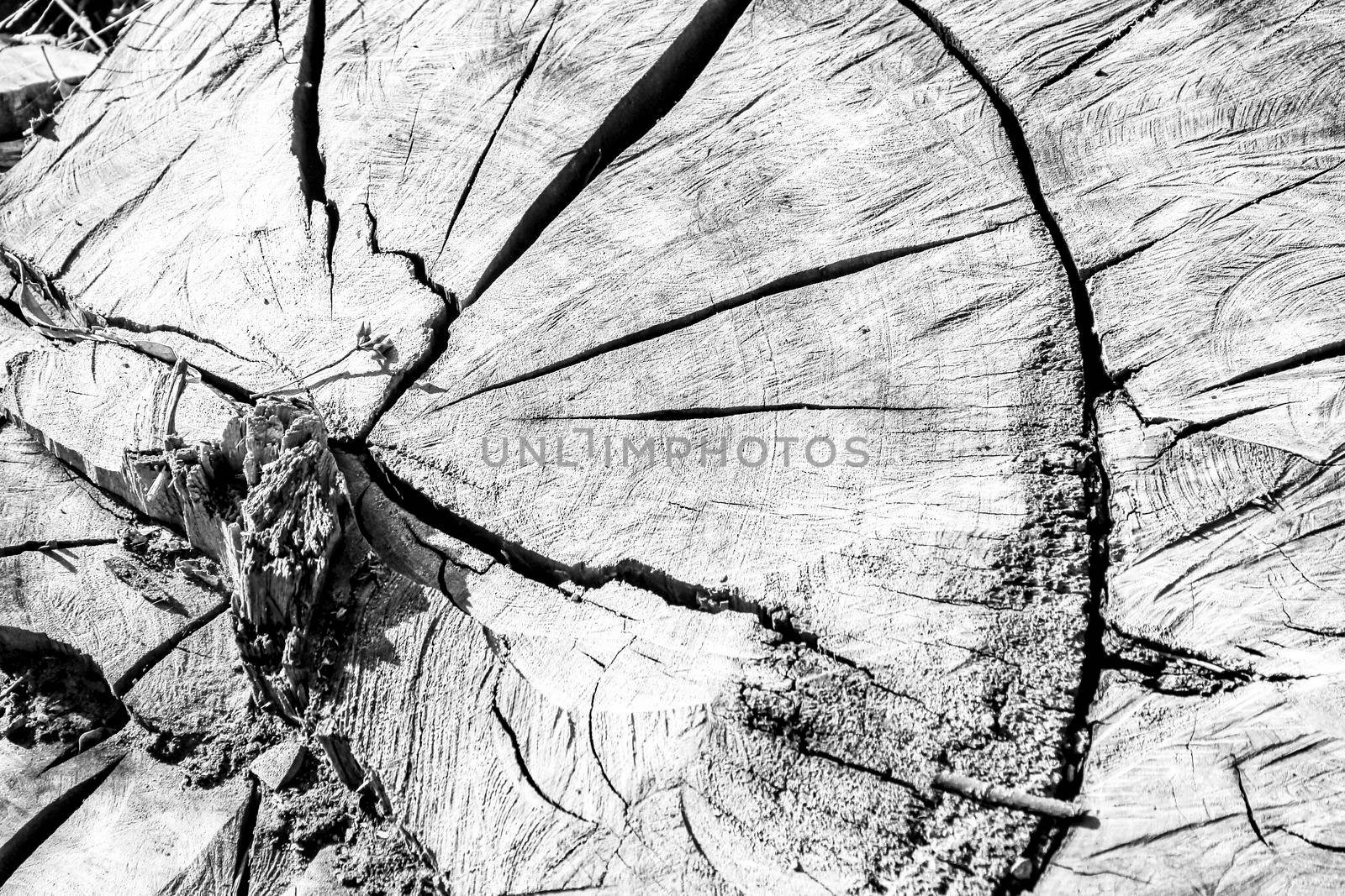 Tree trunk texture in the forest in Spain