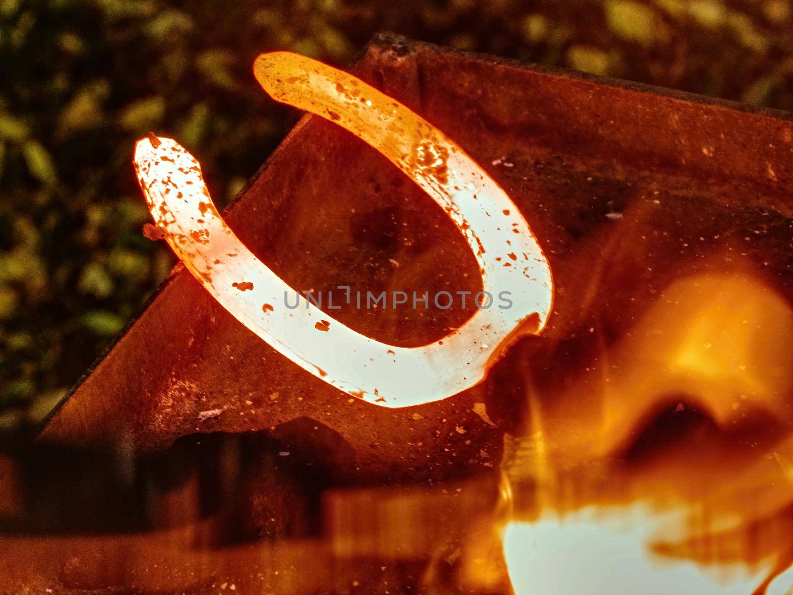 Burning fire in the blacksmith coal forge. Red hot forging tongs to horseshoes