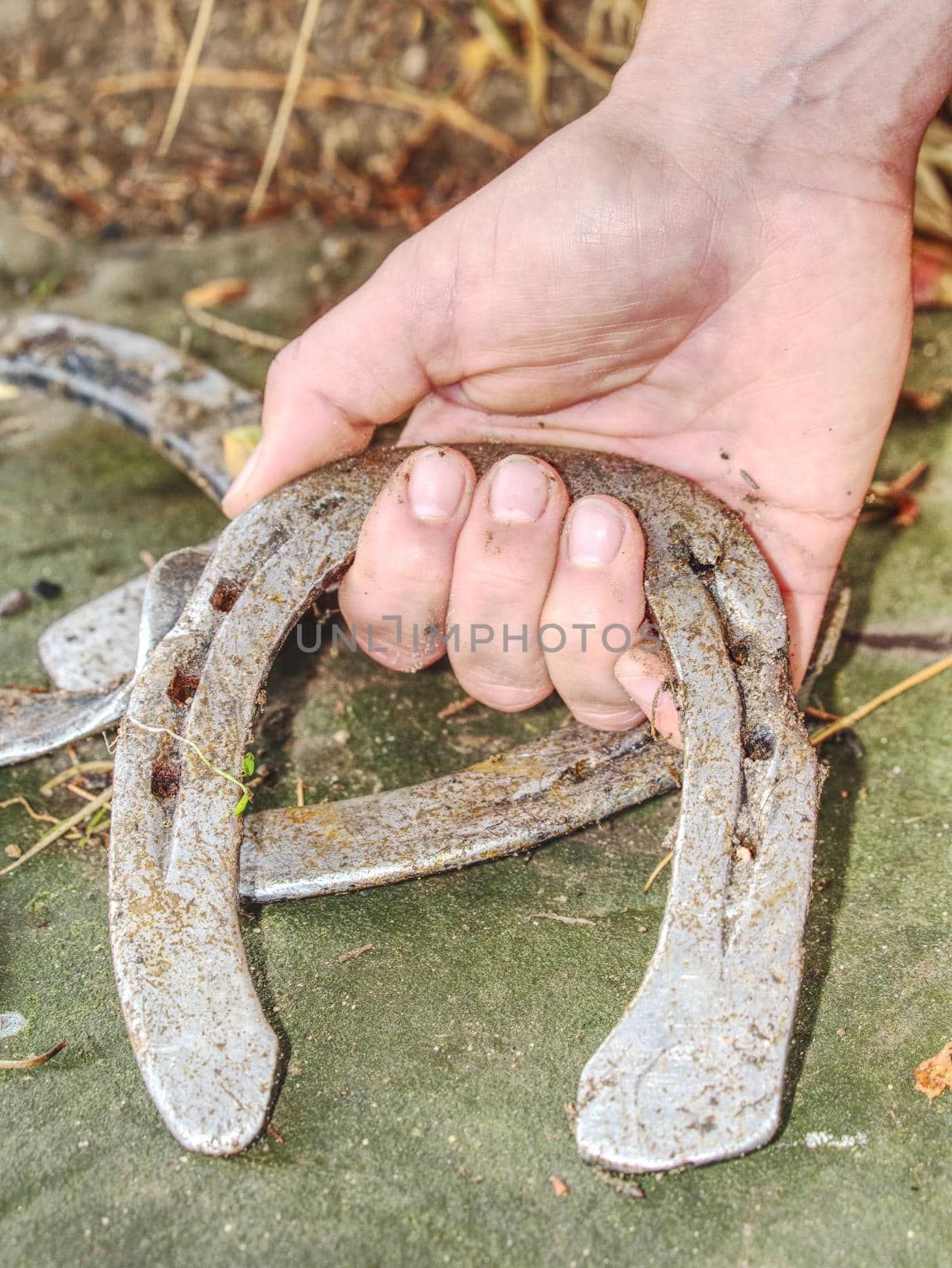 Silver used horse shoes on palm of young woman in red jacket.  Fall season still with obsolet  horseshoes on wet ground dotted with fallen leaves.