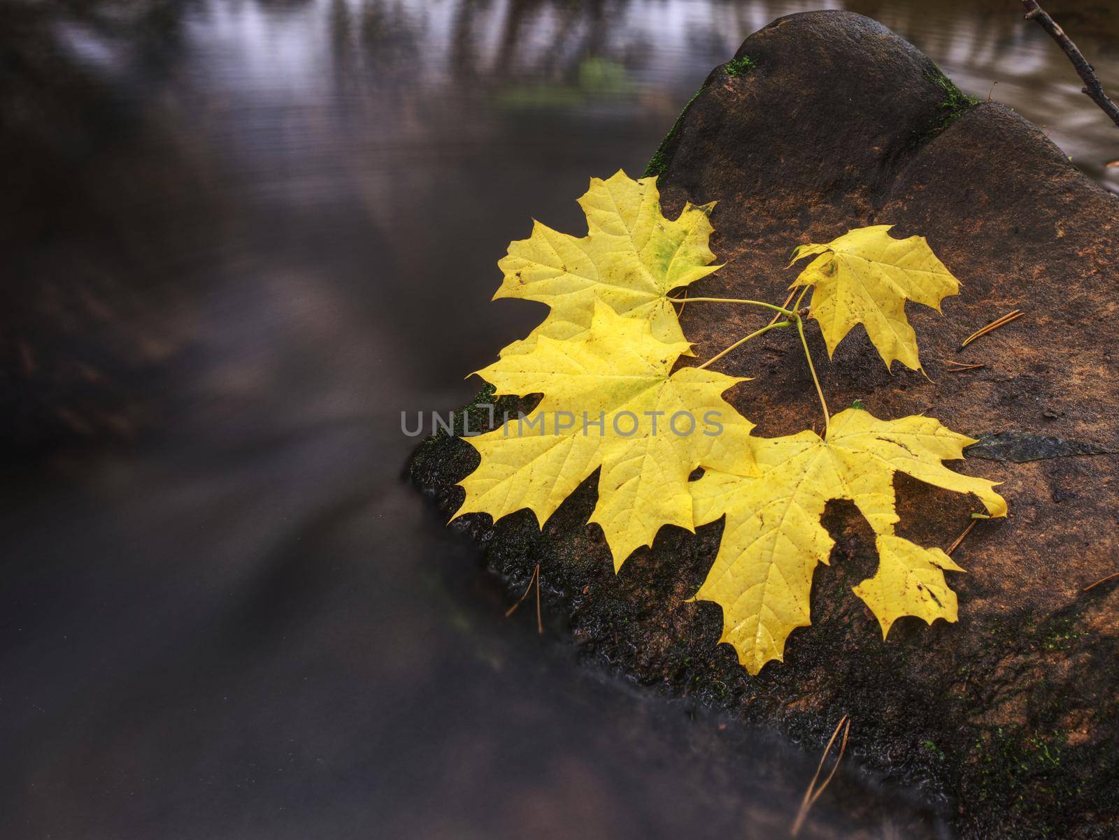 Fall colors. Detail of stone in mountain river covered with colorful autumnal leaves. Vivid colorful leaves and poor mossy stones on river bank.