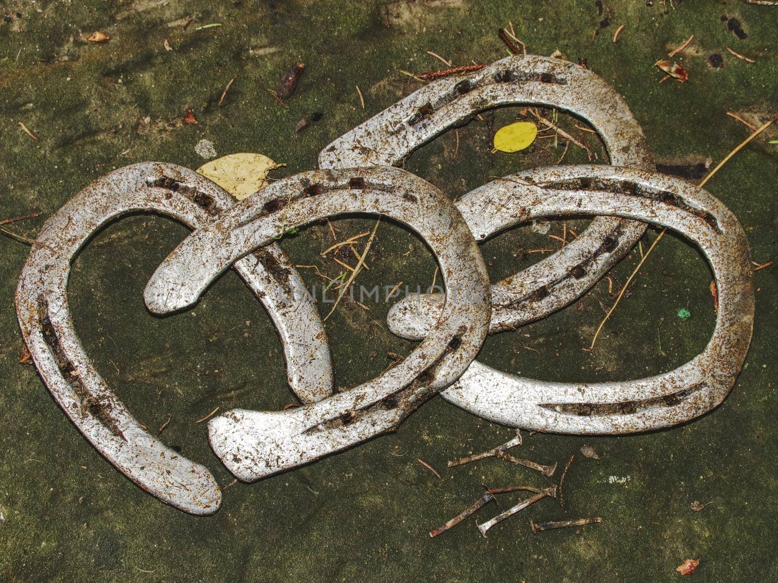 Worn out manual hammered horseshoe after change lying on the grassy ground with colorful autumn leaves around. Autumnal season in horse farm.