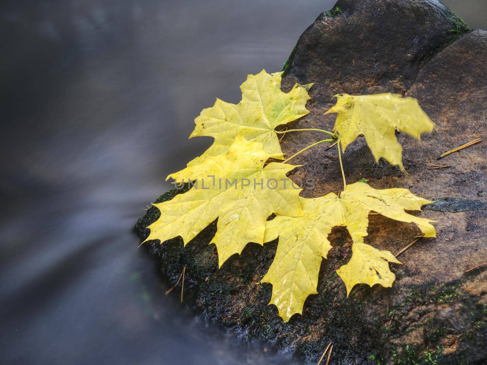 Fallen leaves and stones in water of river. Autumn colors. by rdonar2