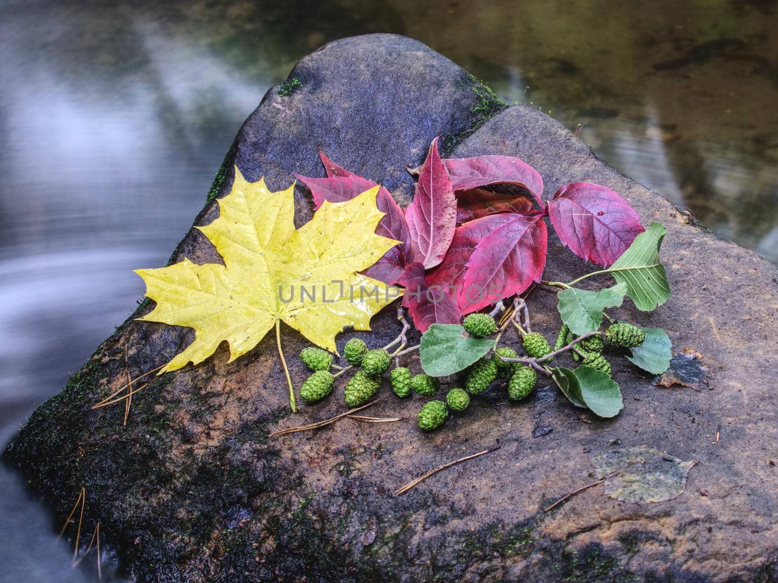 Colorful fallen leafs caught on the stone in rapids of mountain stream. Mossy wet slipper stone in stream