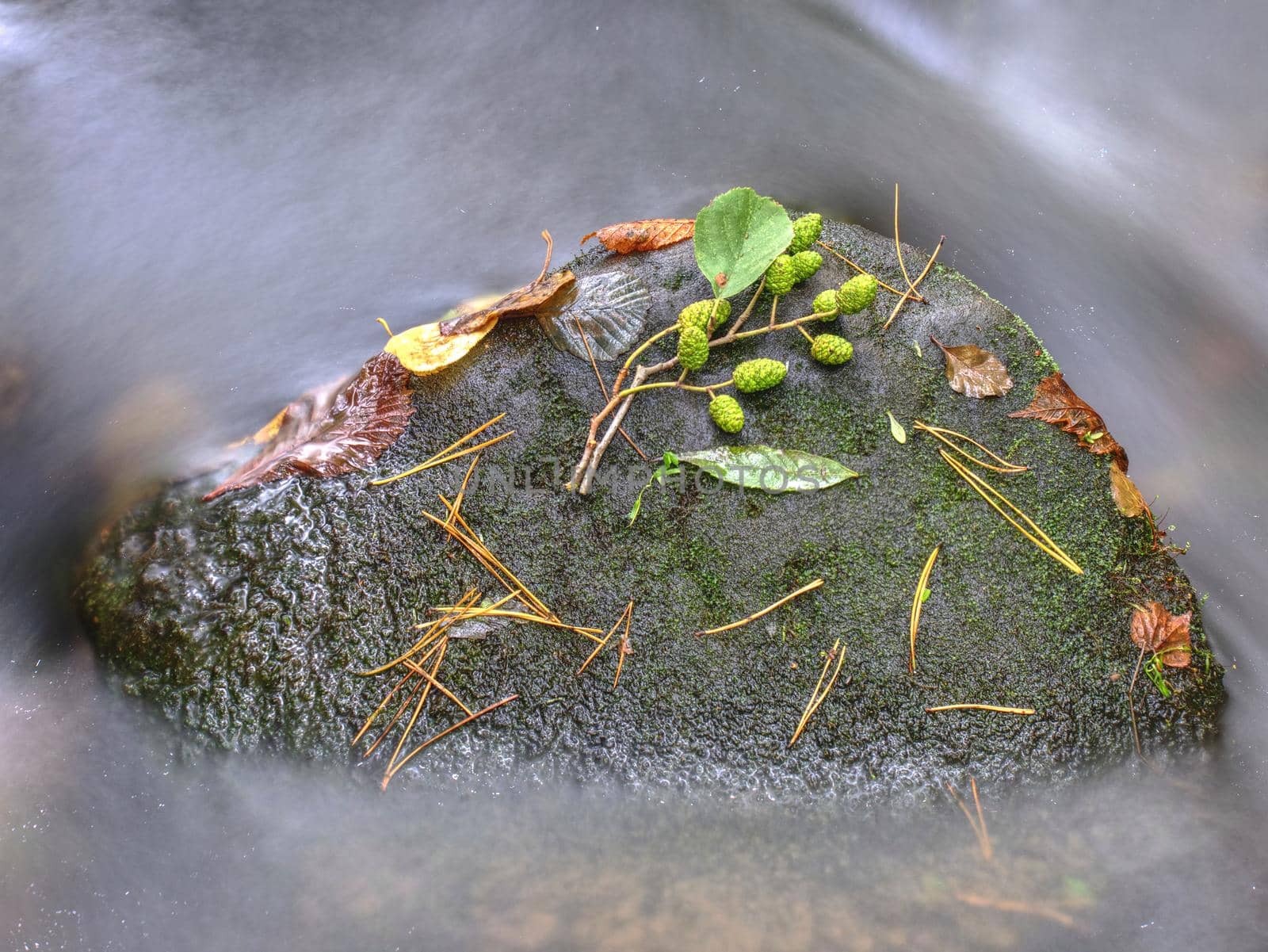 Colorful leaves autumn colors in stream. The yellow green broken leaf from alder tree on basalt stone in blurred water of mountain river. Beauty scenery