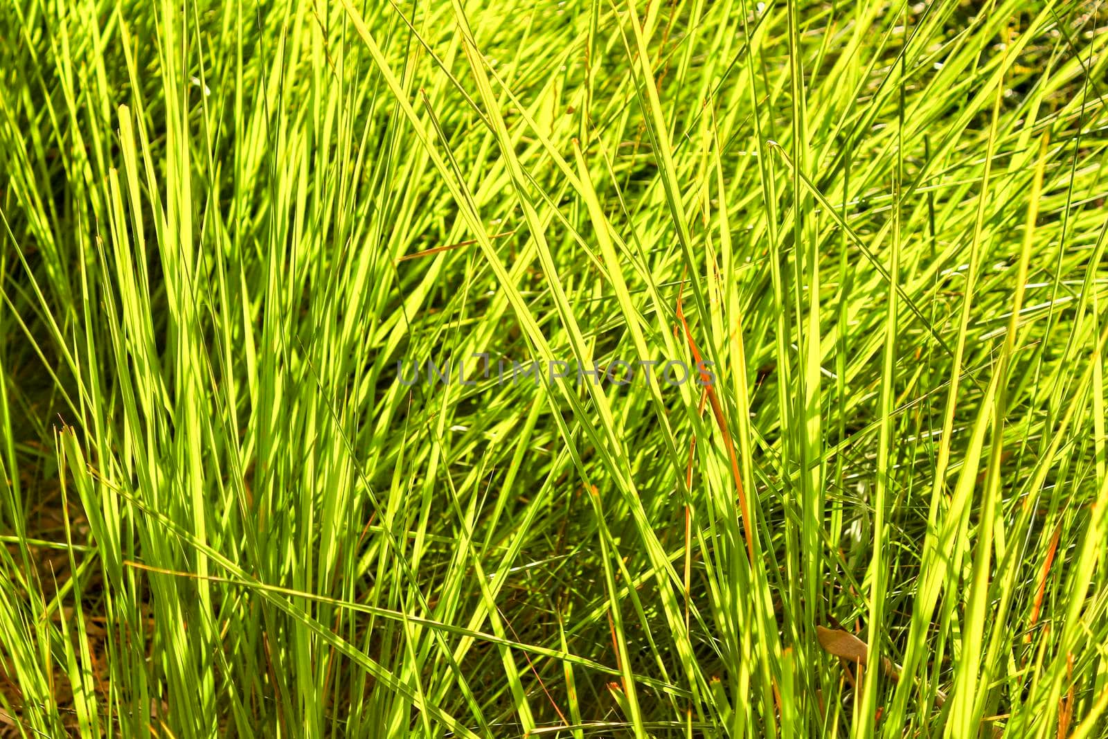 Texture of green leaves in the nature in Spain