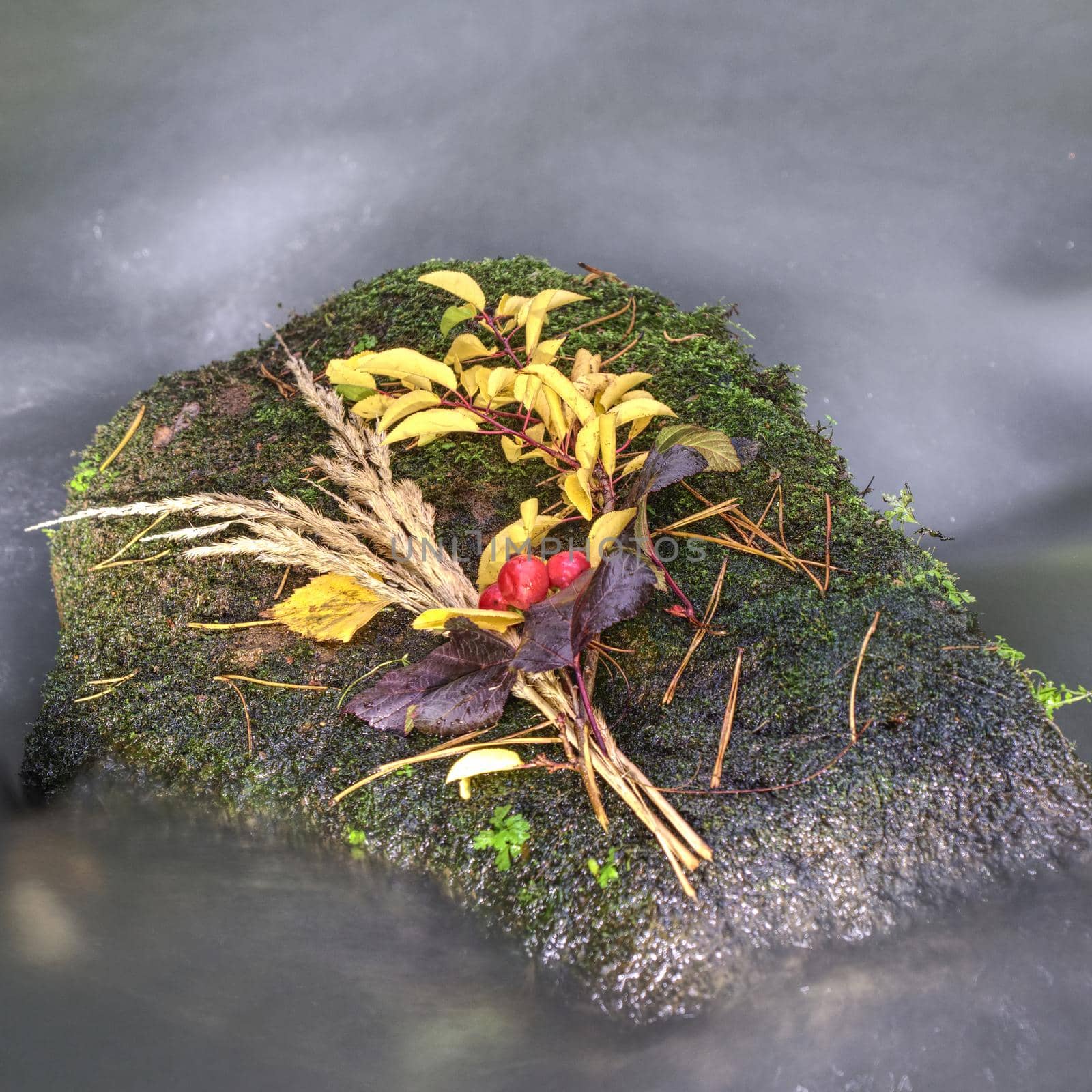 Fallen leaves and stones in water of mountain river. Autumn colors. Symbol of fall season. Orange rotten leaves bellow water level. Silver mirrow reflection in smooth water level.