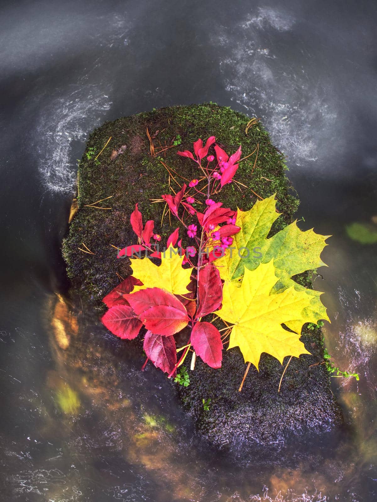 Colorful Autumn in natural park - vibrantl leaves on stone  by rdonar2