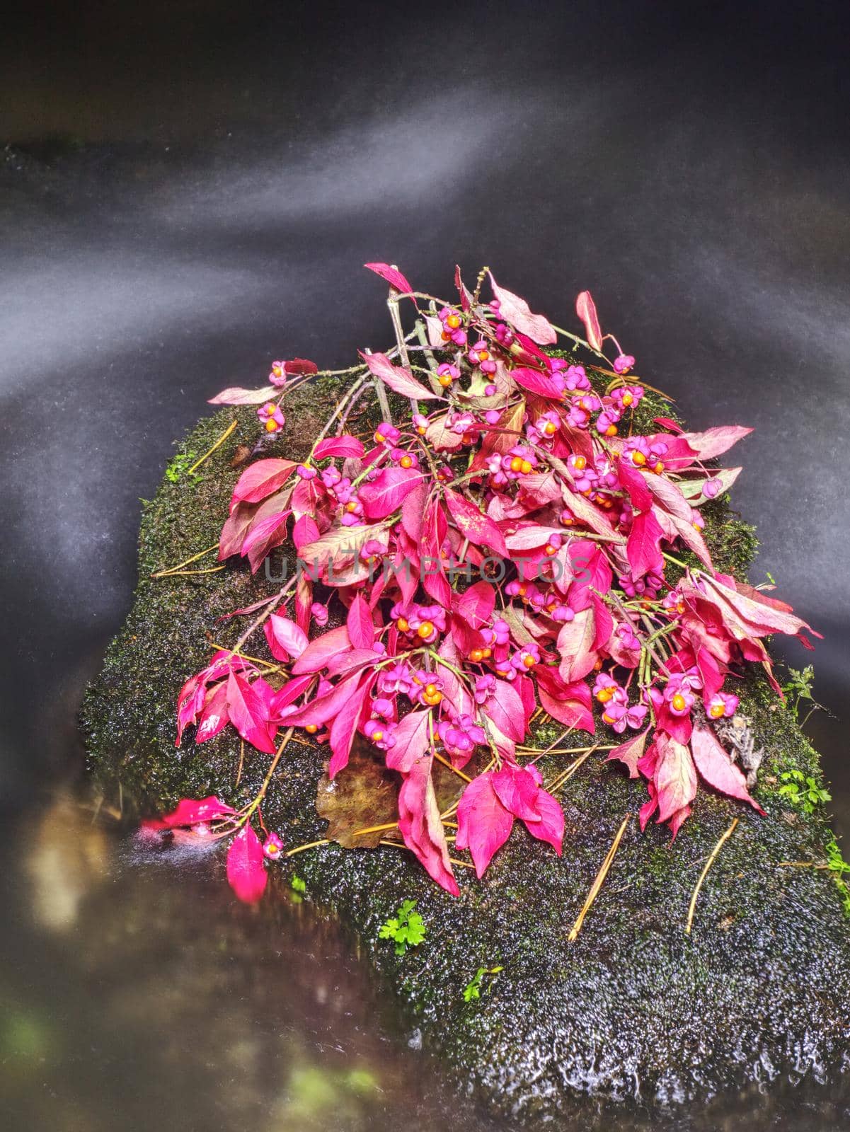 Autumn red pink leaves of bush put on mossy stone in creek. Fall season at river in natural park.