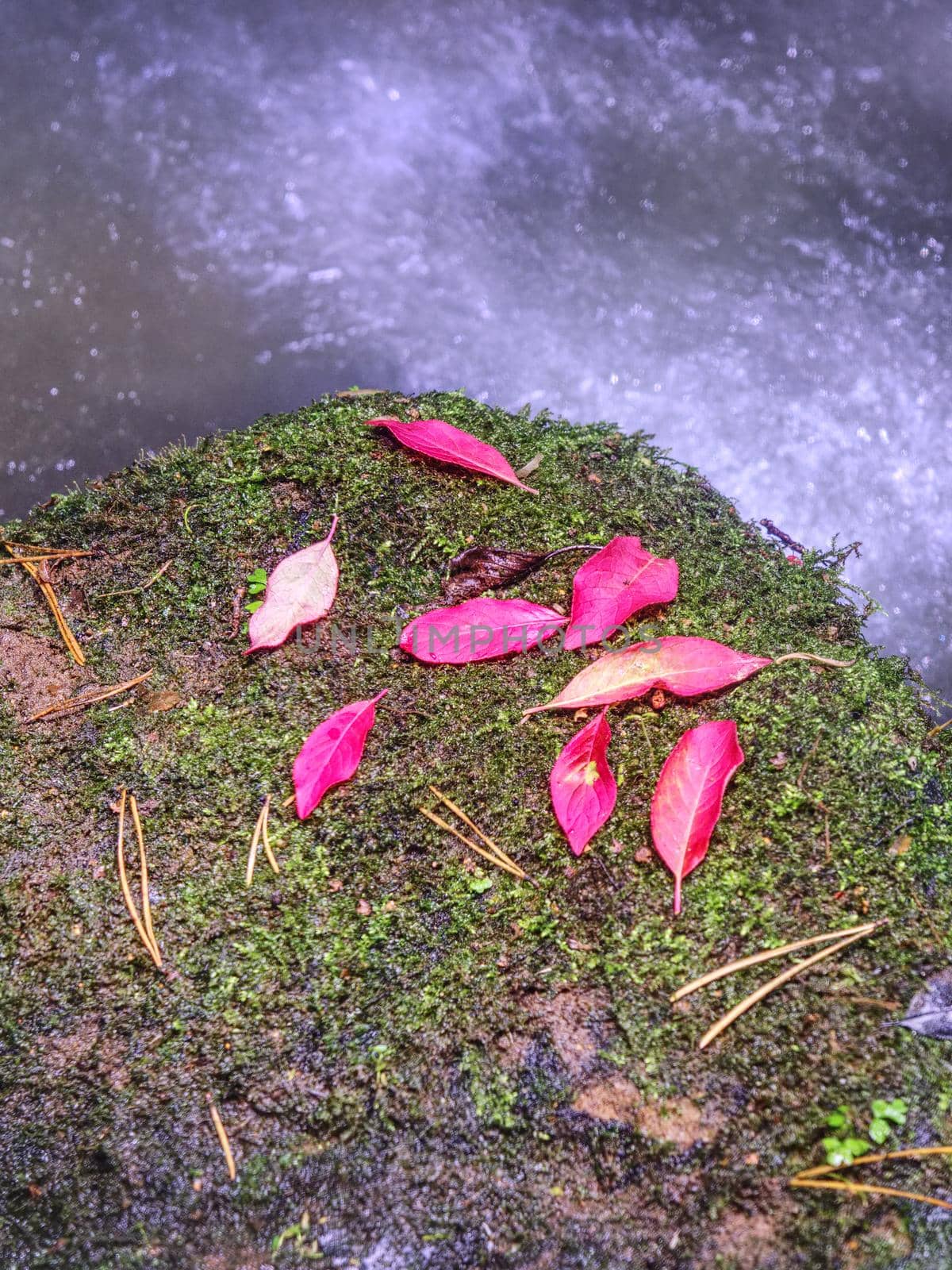 Red pink broken branch leaves in streem. Fallen leaves on sunken boulder in blurred rapids of mountain stream. Shinning bubbles in dark water