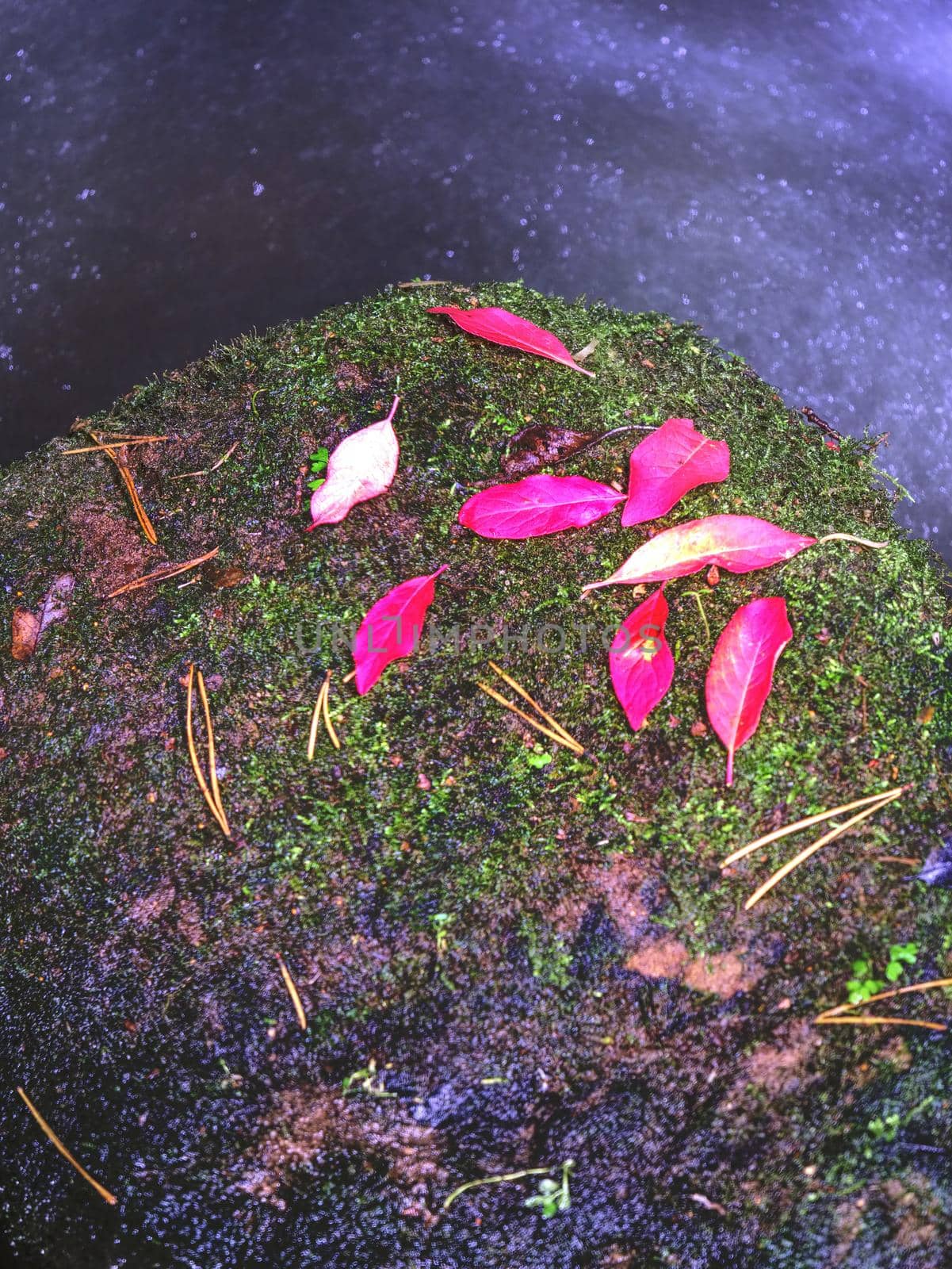 Autumn red pink leaves of bush put on mossy stone in creek. Fall season at river in natural park.