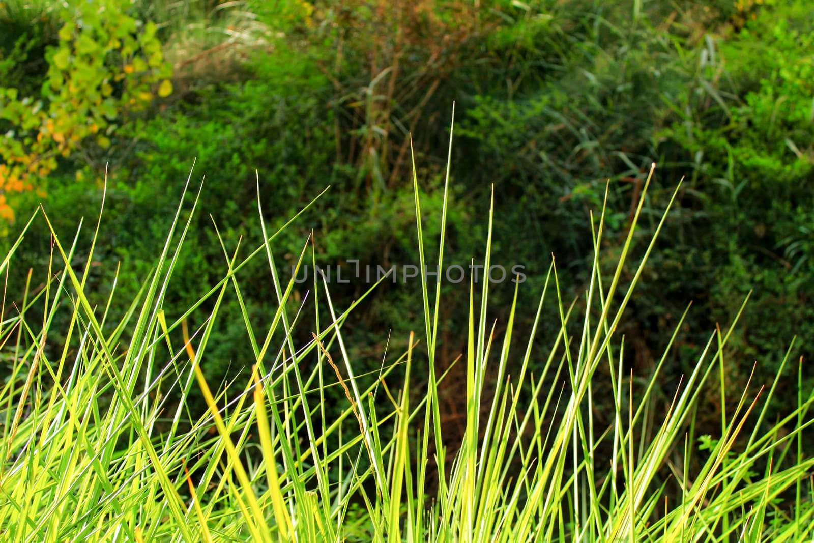 Texture of green leaves in the nature in Spain