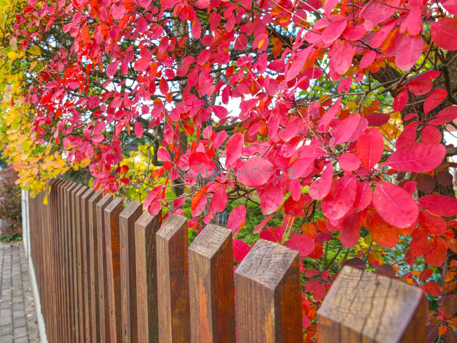 Autumn natural bokeh red bush with small rounded leaves, fall garden