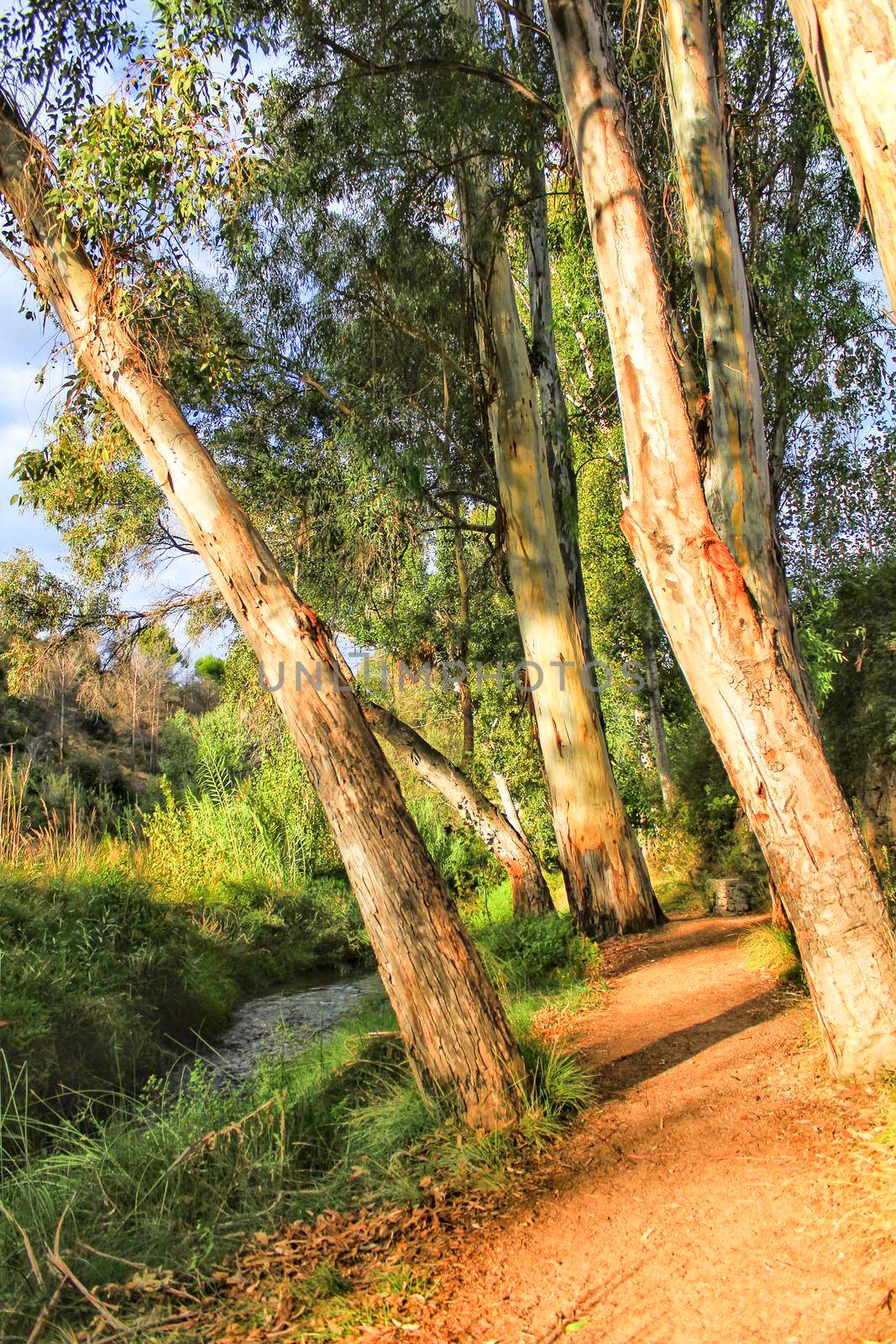 Green landscape by the Tuejar river in Chelva, Valencia, Spain