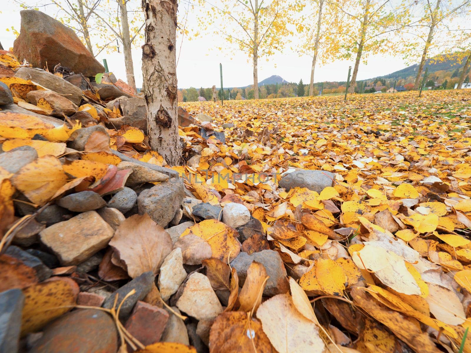 Stony pile in paddock with level of yellow lime leaves. Stock of building material.