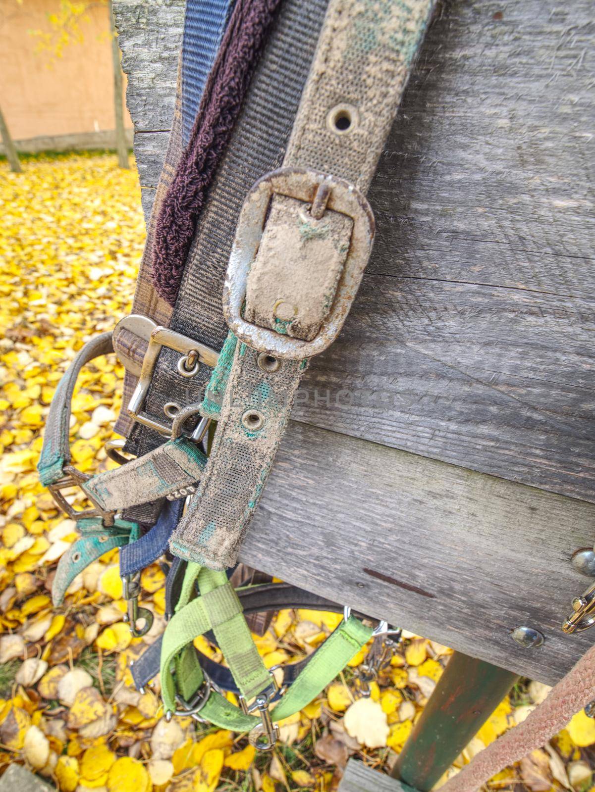 Wooden desk with leads and horse halters, fall yellow leaves in background of horse farm paddock