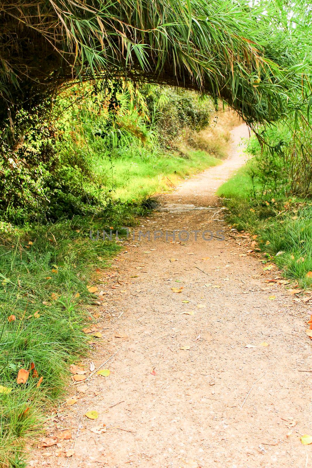 Path going deep into the leafy forest in Chelva, Valencia, Spain