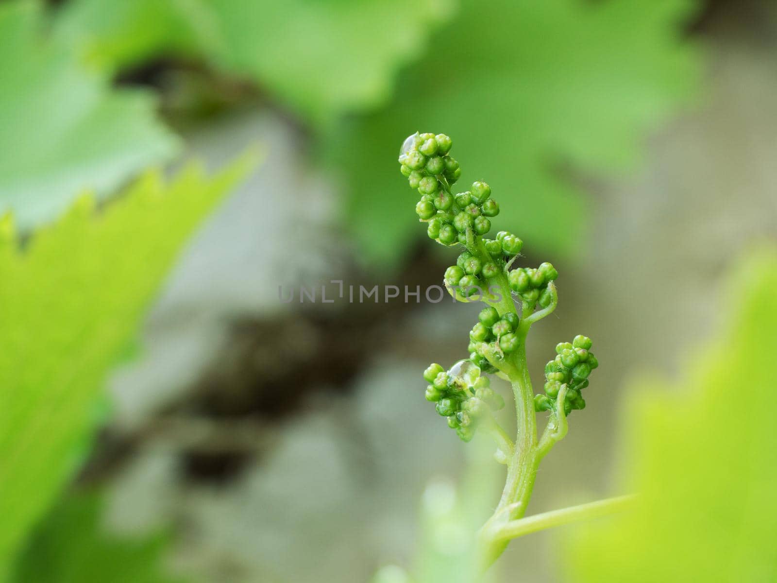 Bunch of green unripe white grapes in leaves growing.  by rdonar2