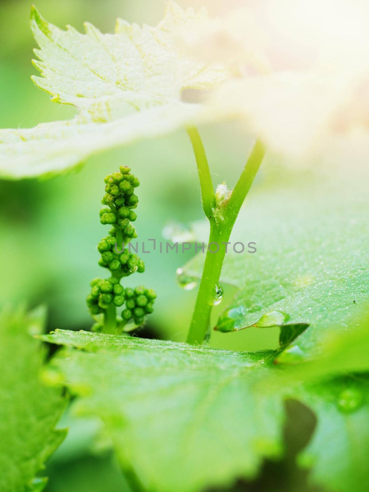 Bunch of green unripe white grapes in leaves growing. Selective focus, shallow DOF.