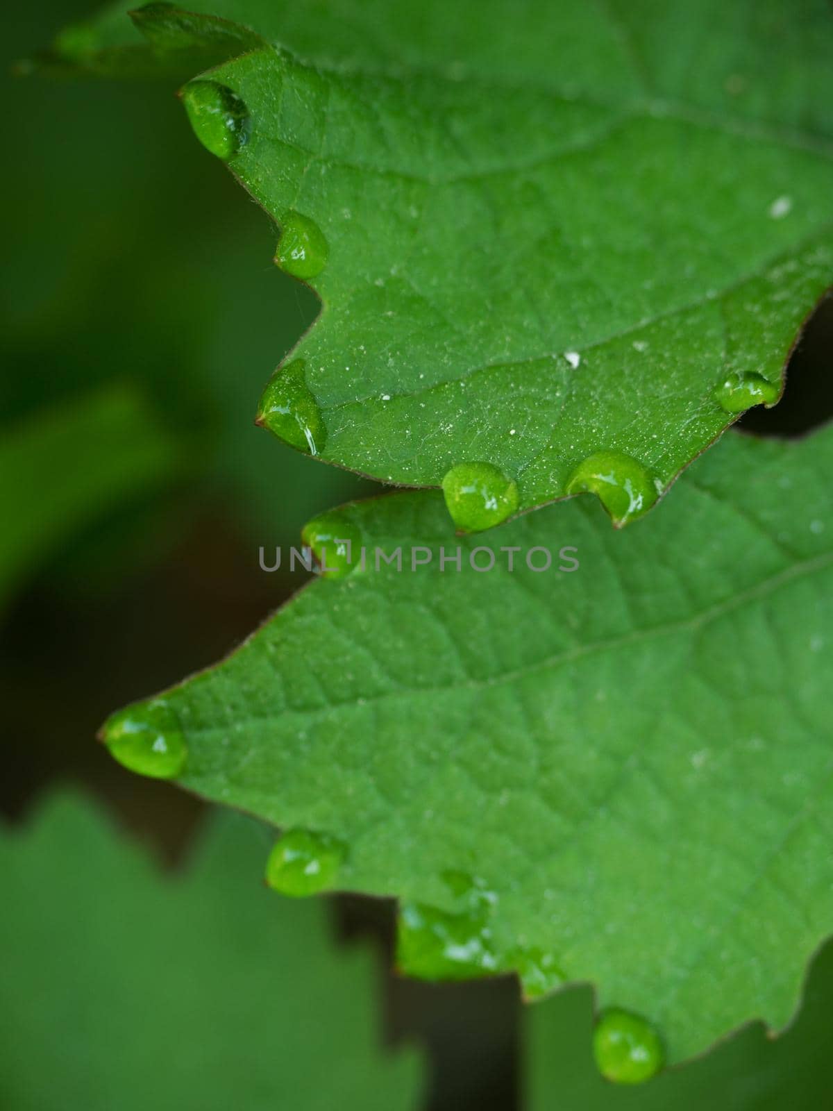 Few drops of dew on the tips of the green  leaves of the vine like a necklace of pearls.  Leaf of grapes with water drops, blurred background