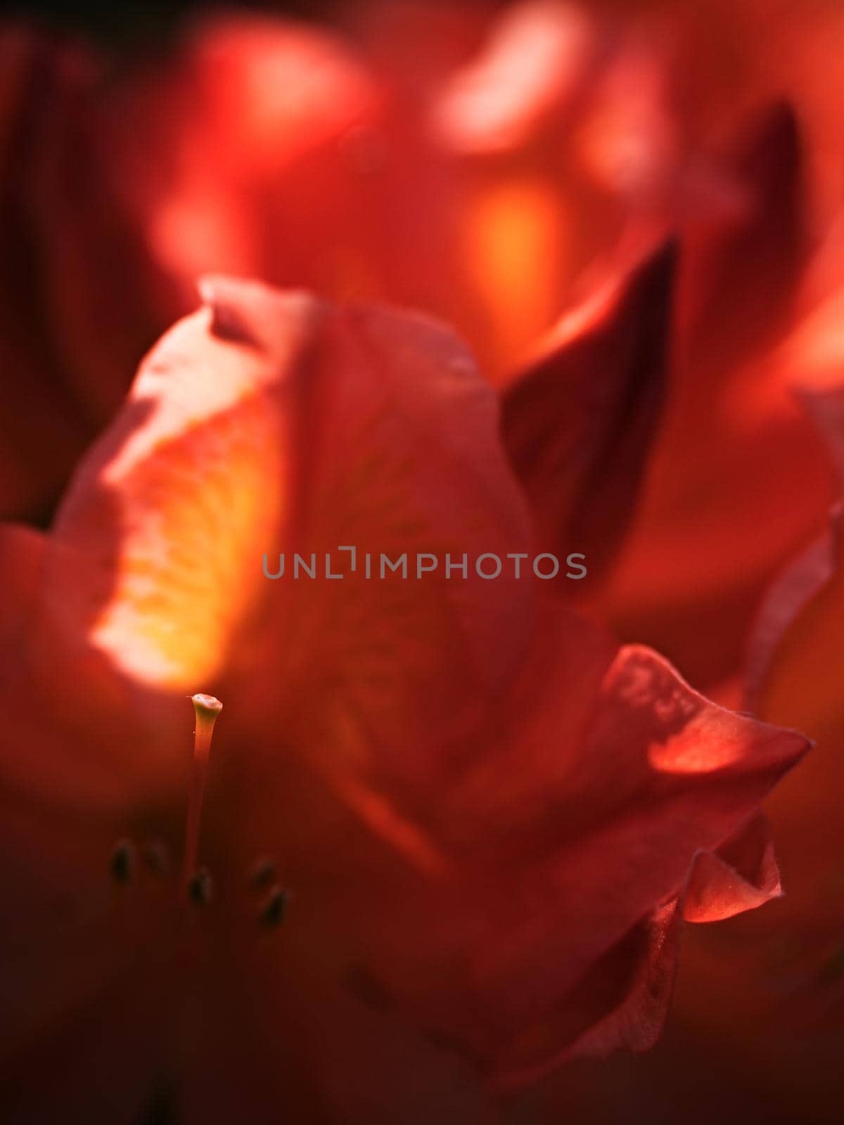 Vireya Rhododendron in amazing blossom. Flaming bright flower blooming  by rdonar2