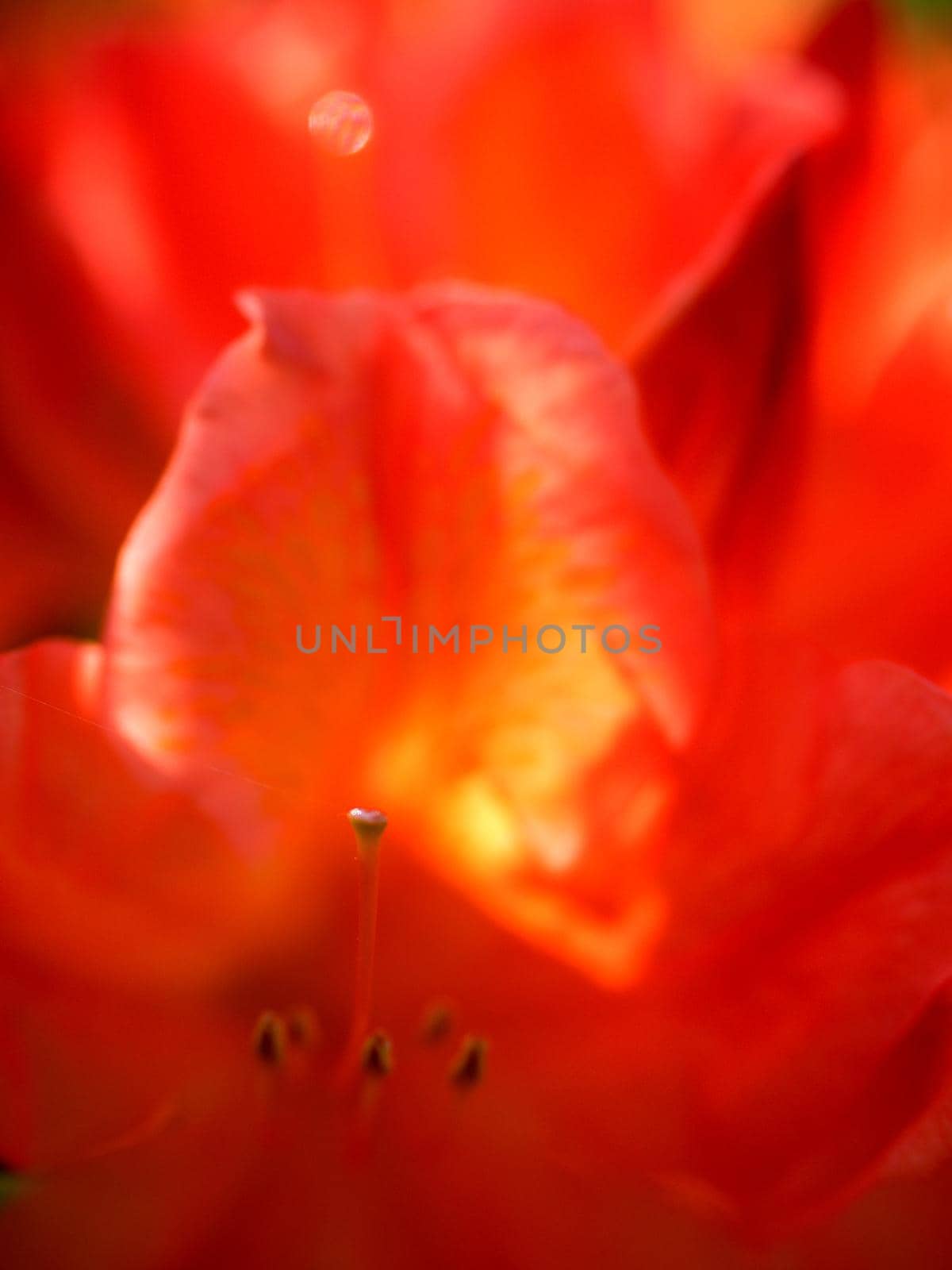 Detailed red azalea flowers in park. Popular houseplants, favorite perennial. Spring bloom pink Azalea.