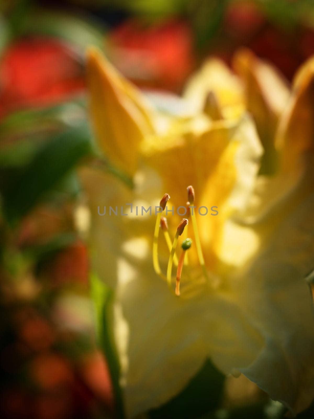 Yellow flower of rhododendron shrub. Beautiful blossoming azalea flowers in spring