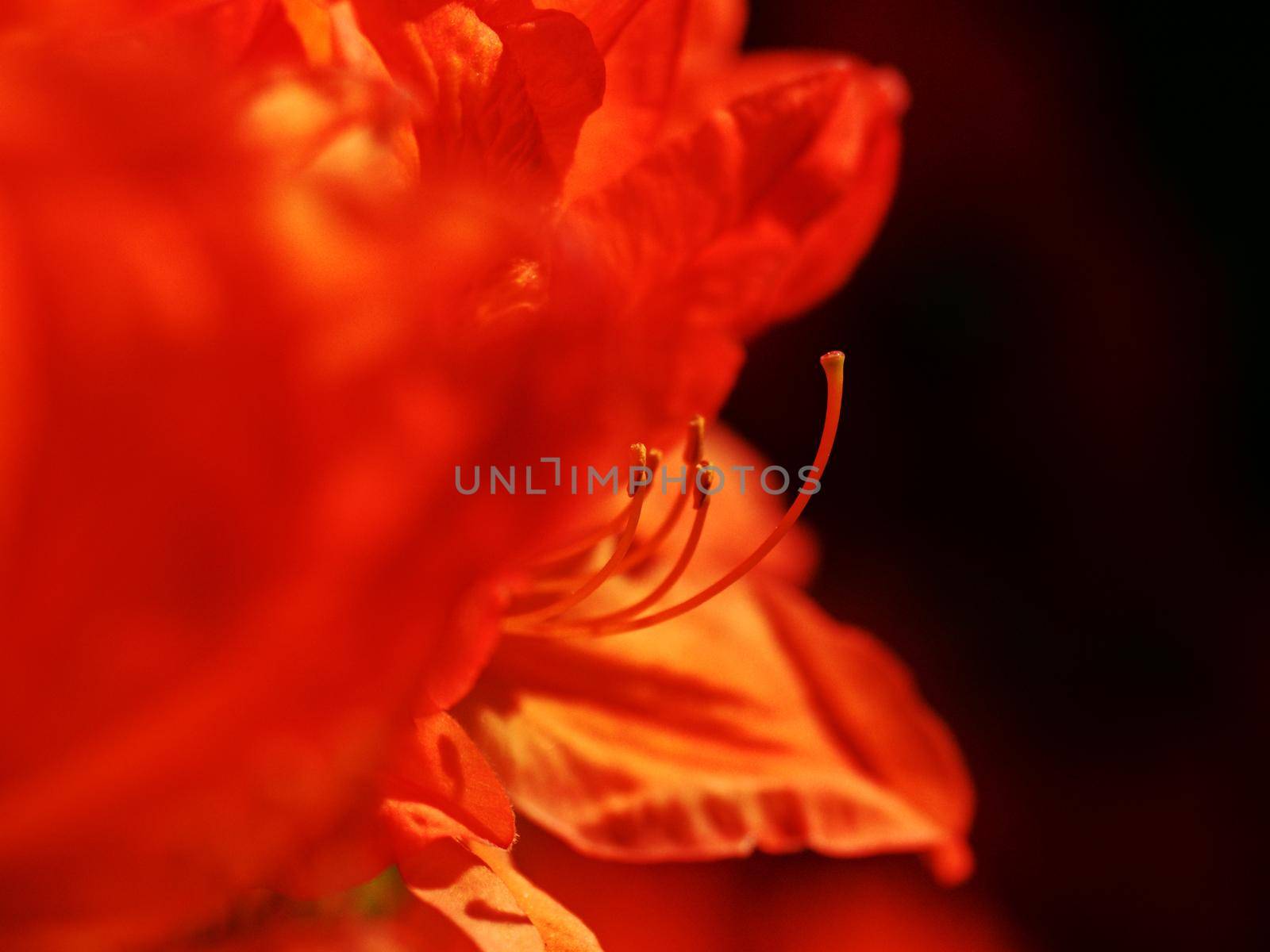 Red orange azalea flower, bush. Stamens with pollen. Orange red rhododendronin wild blossom,  shallow dof. Amazing spring time in garden