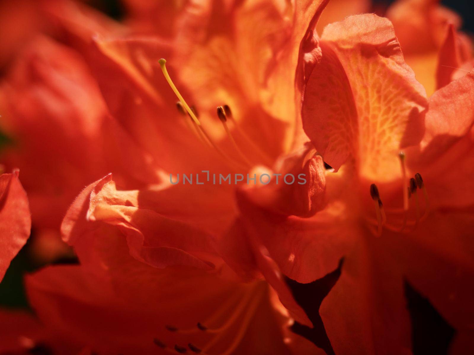Orange red rhododendron blossom, shallow dof, focus on front blossom by rdonar2