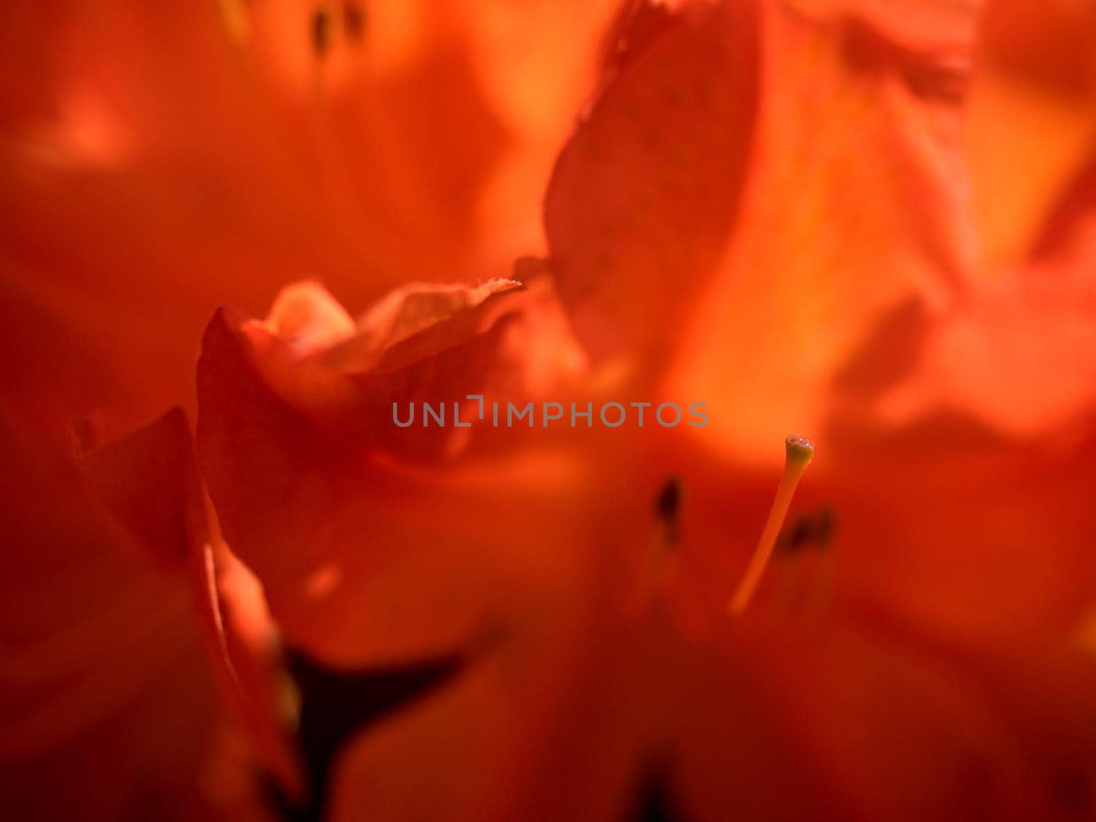 Vireya Rhododendron in amazing blossom. Flaming bright flower blooming in botanical garden.  Great flowering orange rhododendron in city park