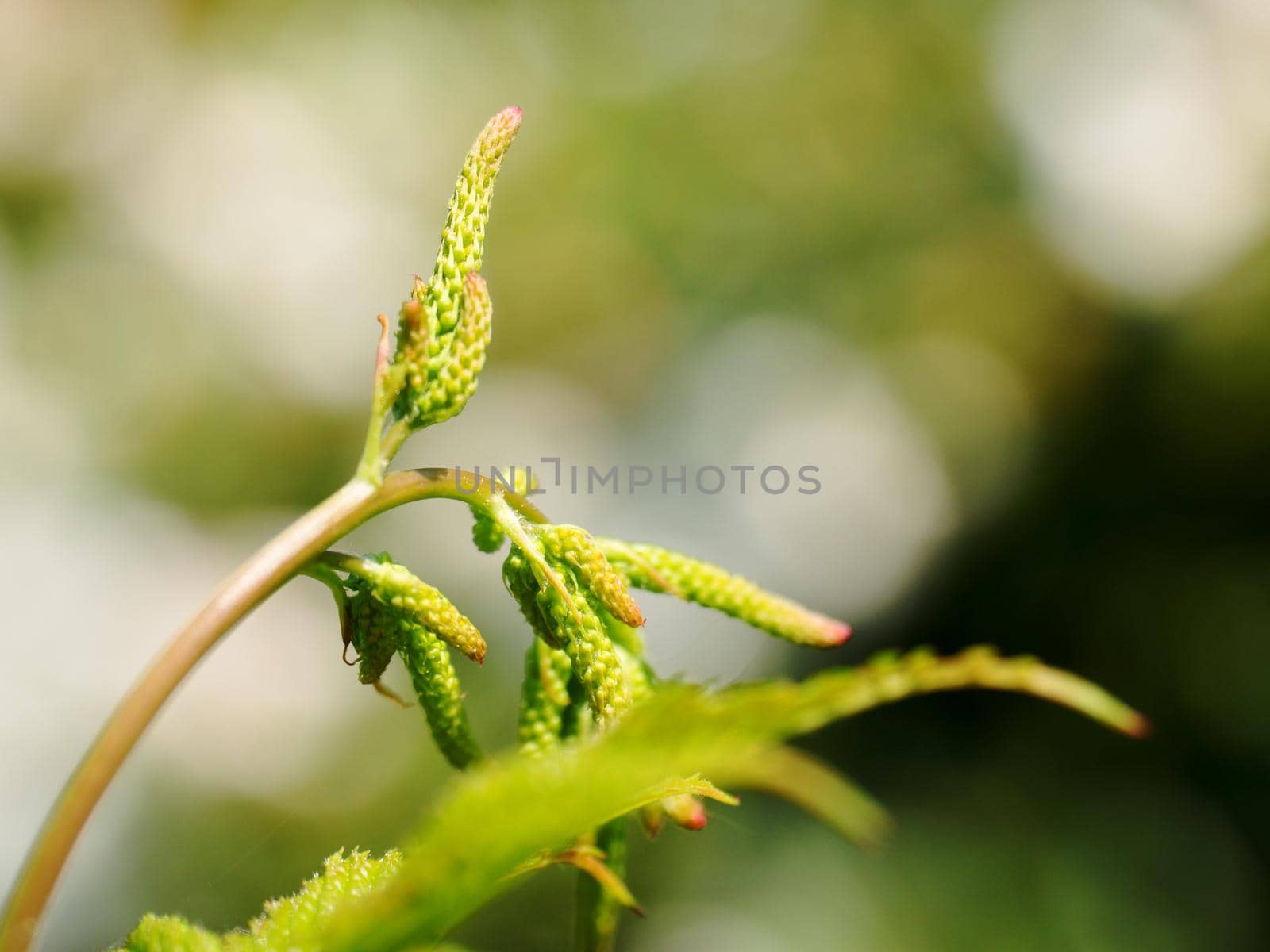 Fern leaf in forest in detail in bright sun.  Crowded green fresh fern in the fores