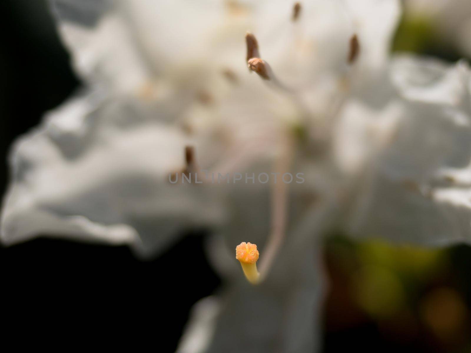 Detail of white azalea flower blossom. Nice flowering of Azalea. Snow-white buds against background green foliage. White petals of delicate flowers.