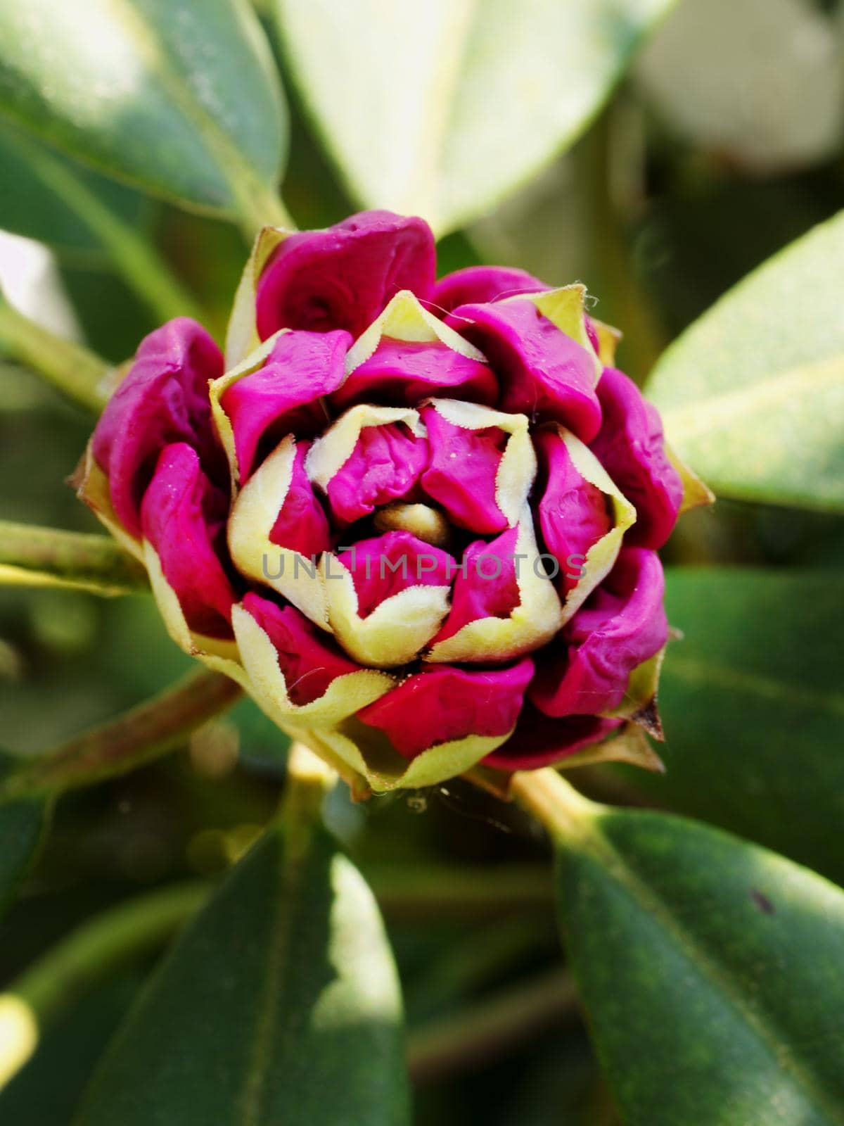 Bud detail. Purple Rhododendron flower bud, by rdonar2