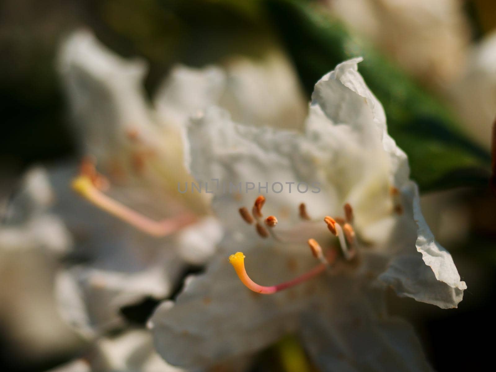 Snow-white buds against background green foliage. White petals of delicate flowers.  White azalea flowers in rainforest