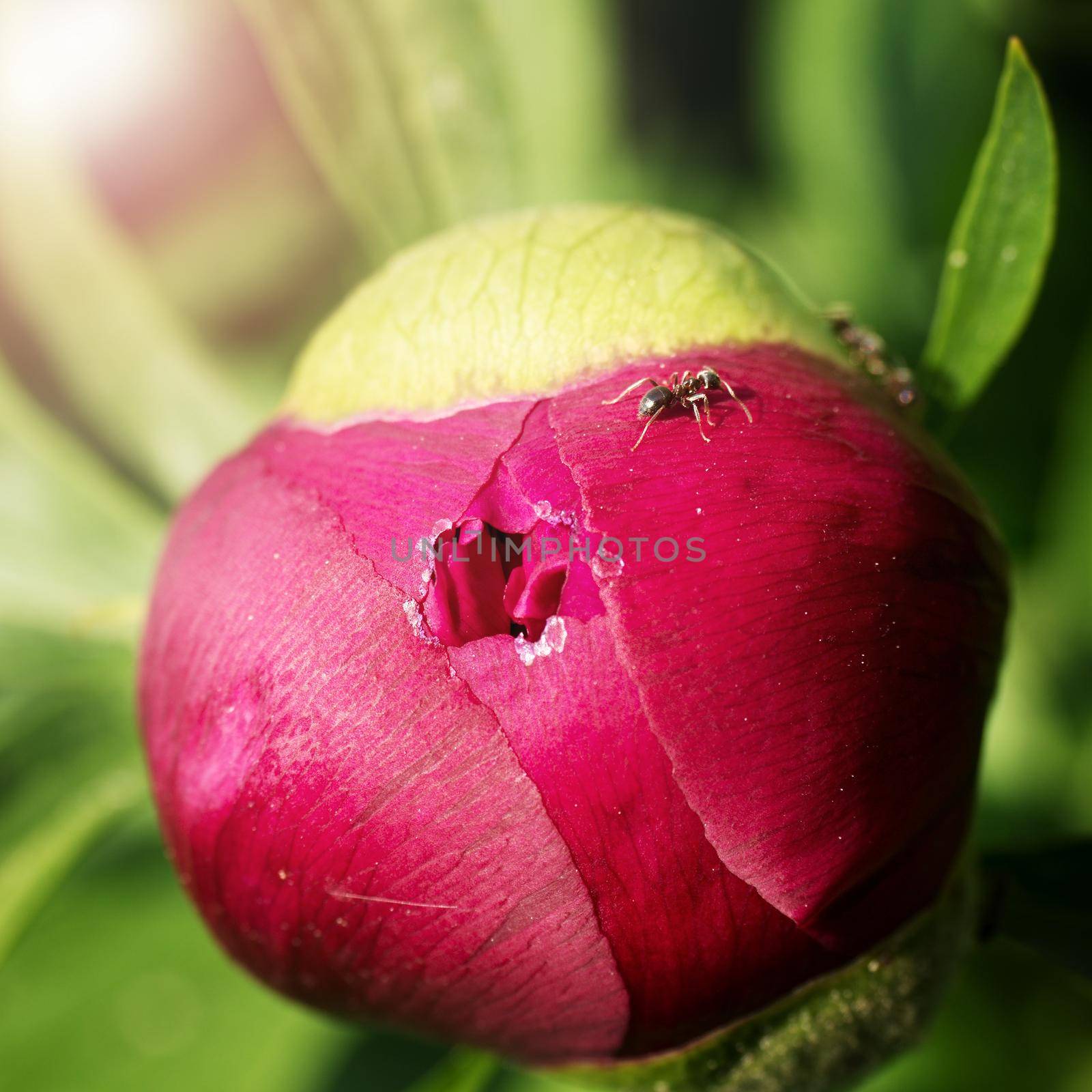 Aggressive ants opening  bud of peony and drink sweet juice.  by rdonar2