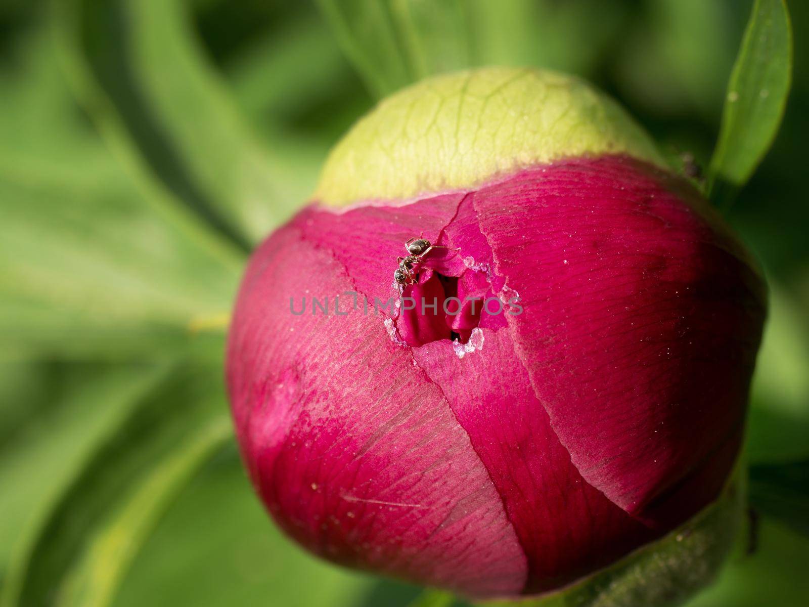 Red ants on a peony bud . Aggressive ants opening  bud of peony and drink sweet juice.