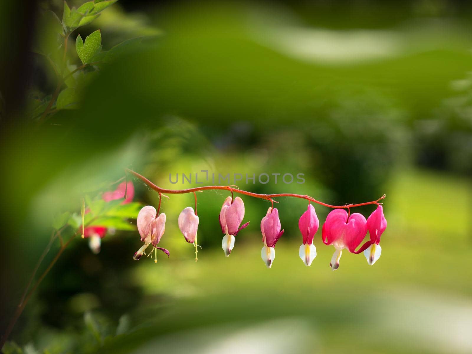 Fuchsia in bloom, selective focus. Hanging cluster of the fuchsia plant in the summer