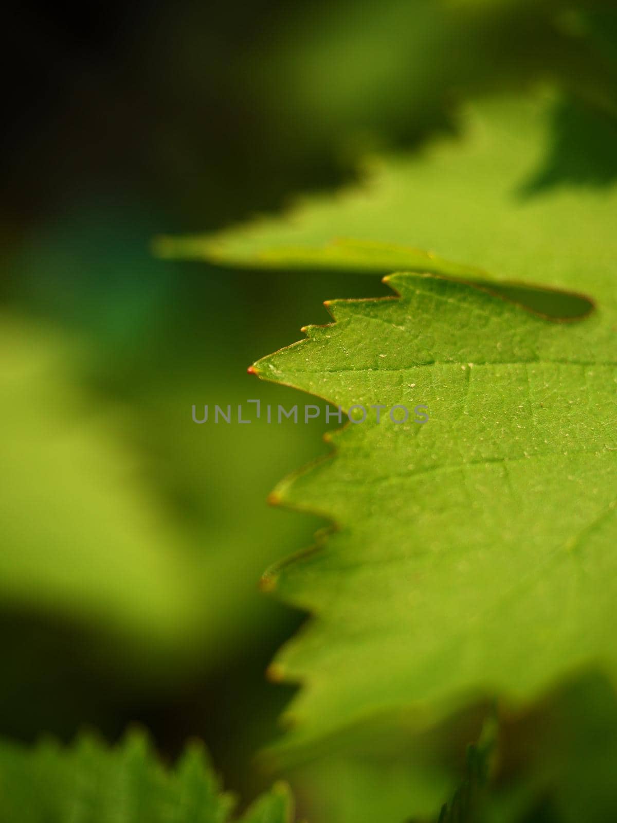 Close up of branch of unripe grape. Very young and unripe wine grapes and leaves