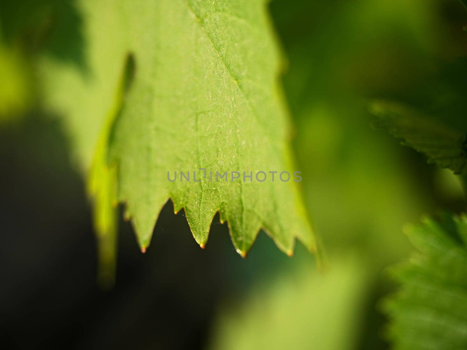 Bunch of green unripe white grapes in leaves growing. Selective focus, shallow DOF.