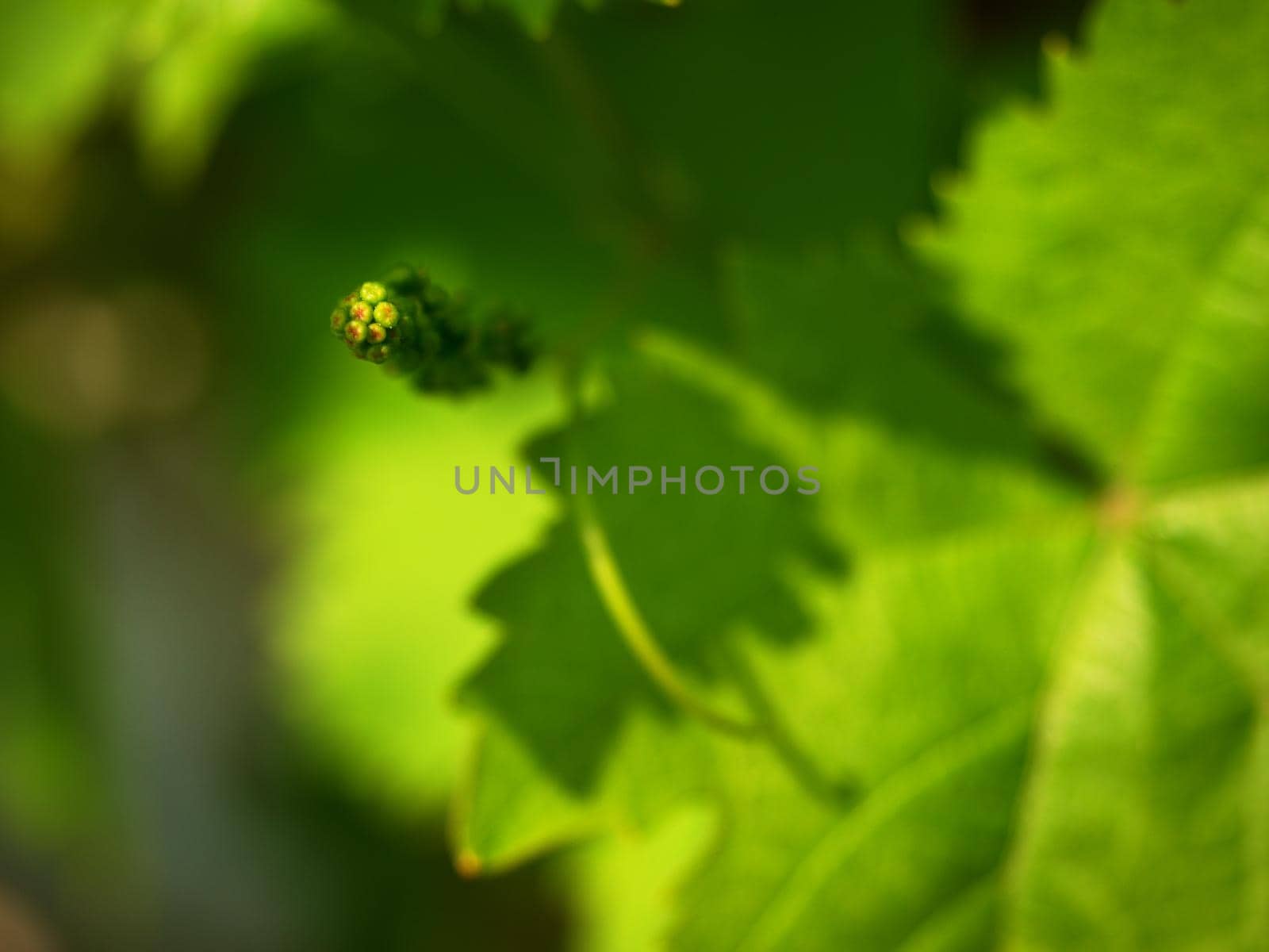 Young grape leaves, checking of growth. Young wine grapes in nature. 