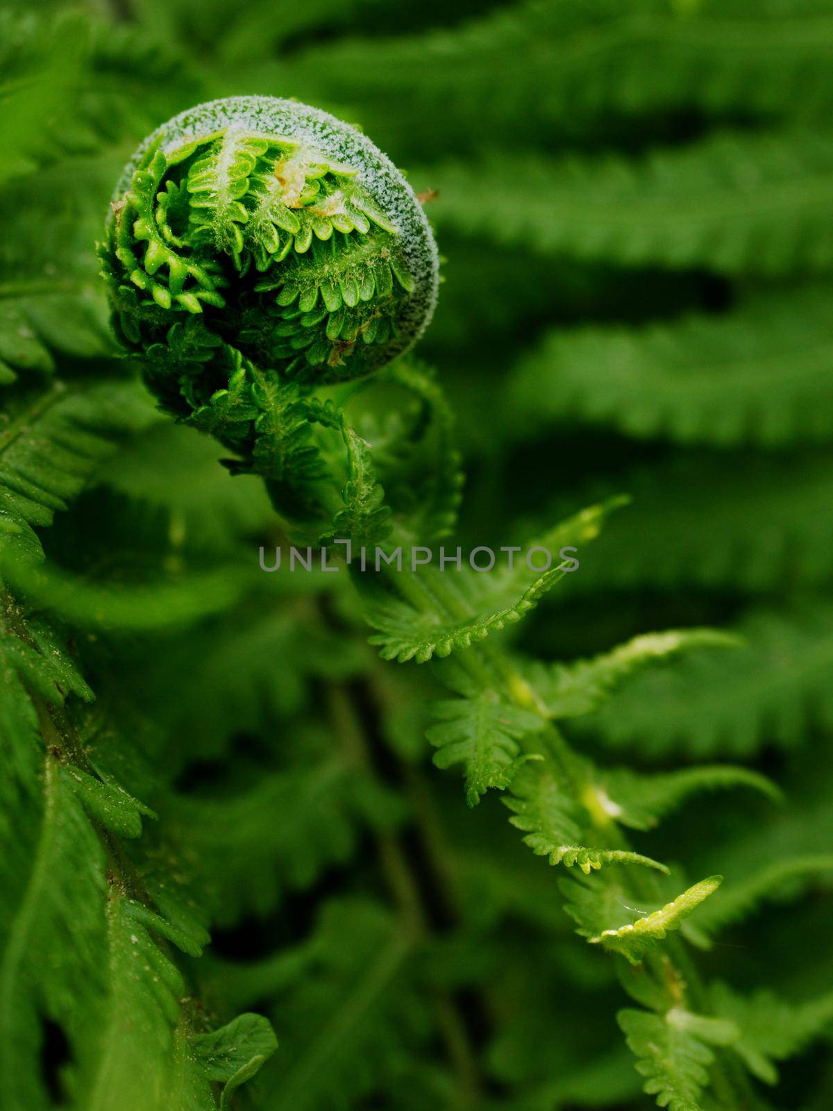 Fresh fern leaf,  unrolling a young frond at a botanical garden by rdonar2